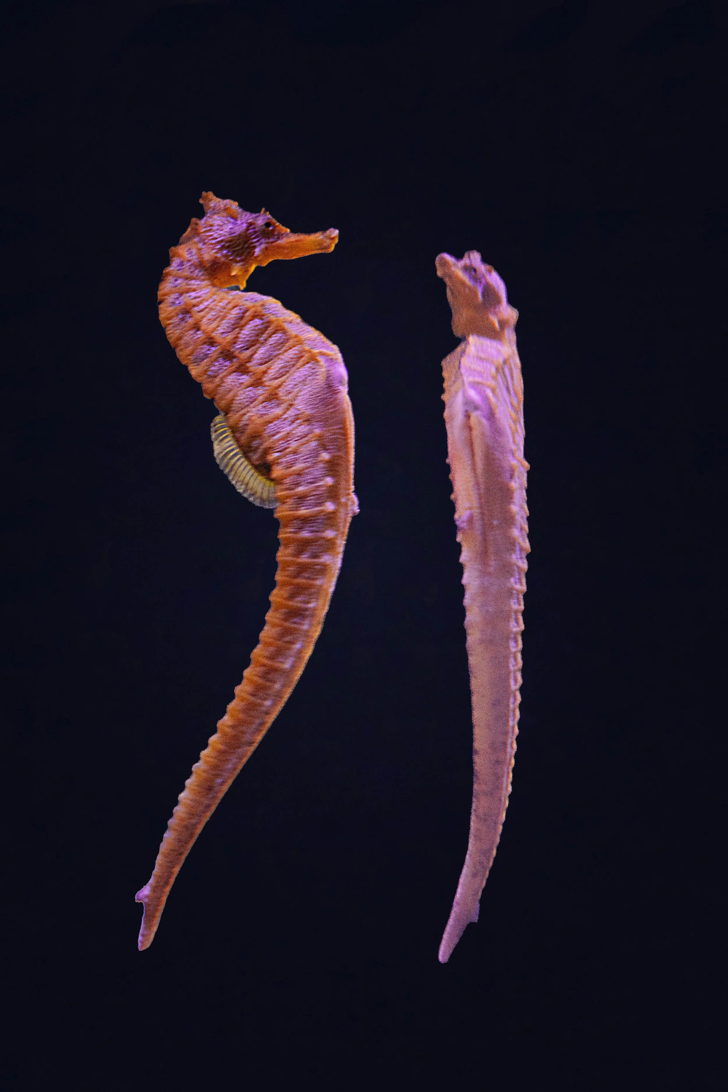Chugh_seahorse.jpg