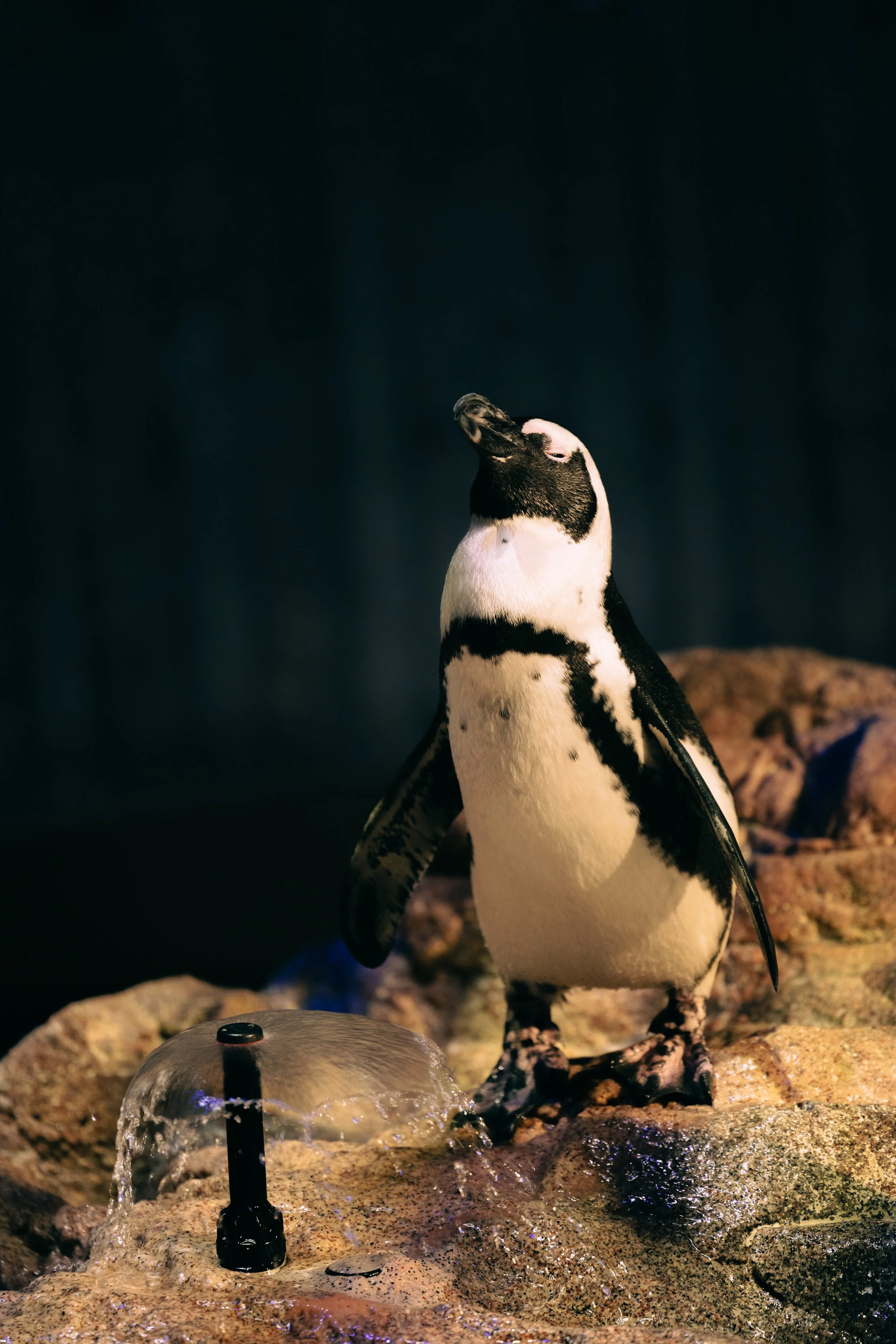 Chugh_Penguin.jpg