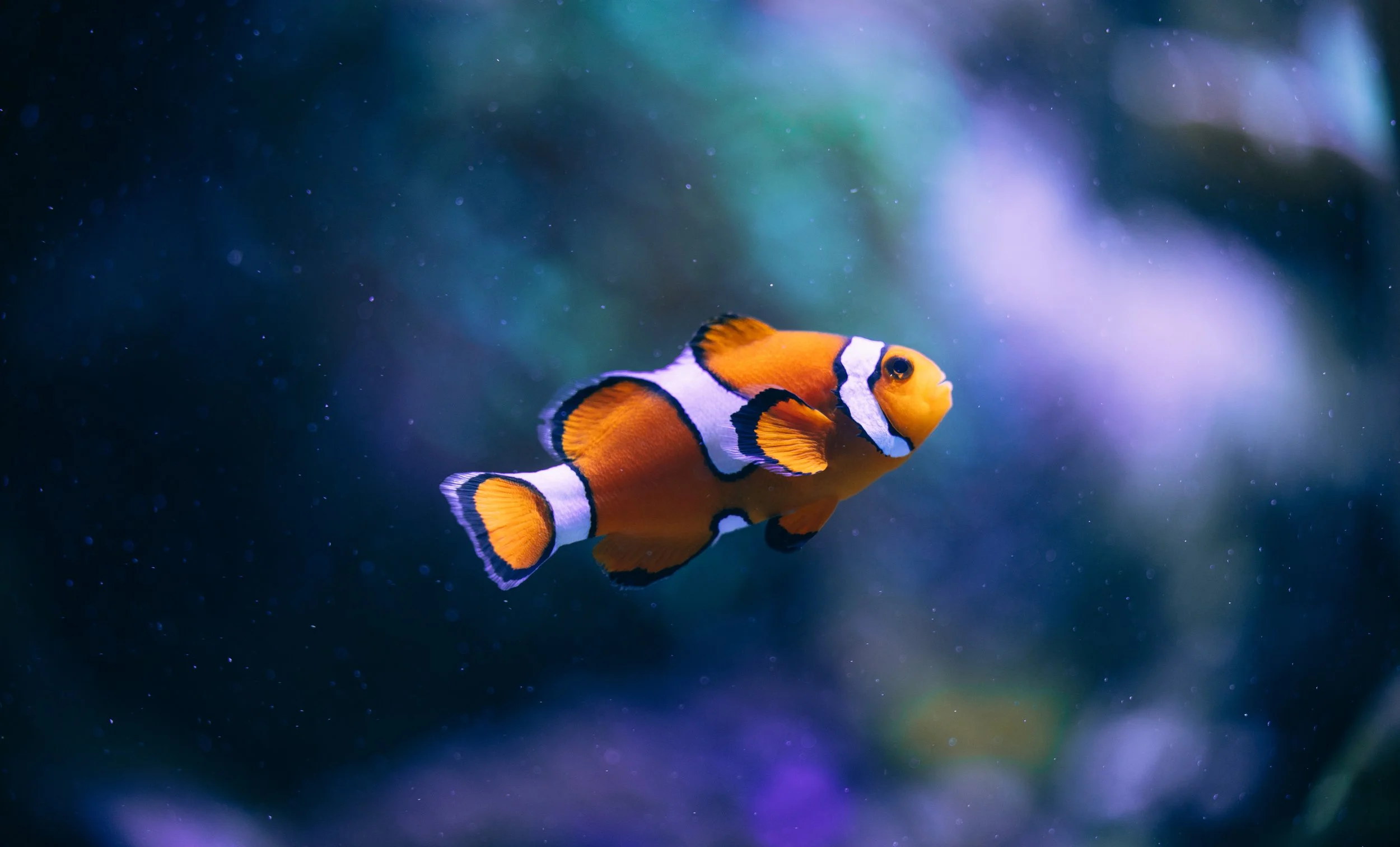 Chugh_clownfish.jpg