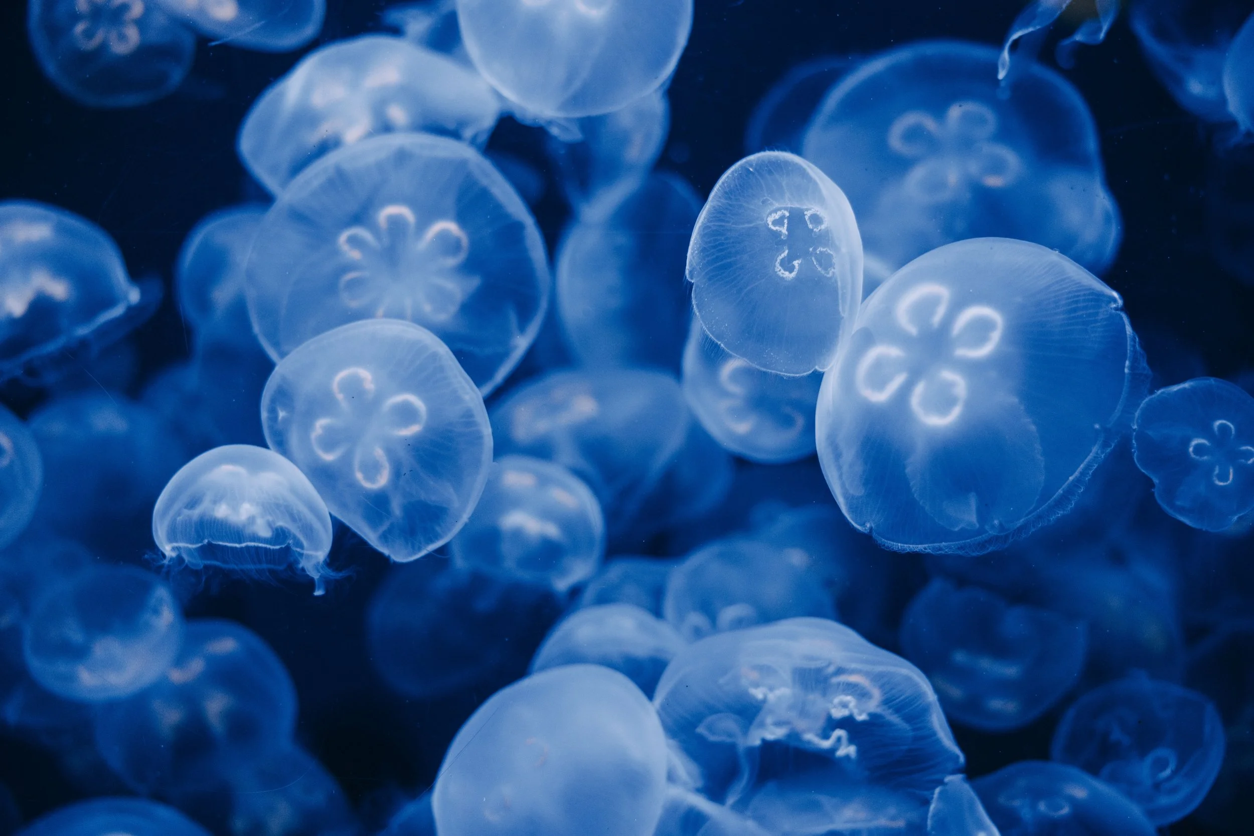 Chugh_blueJelly.jpg