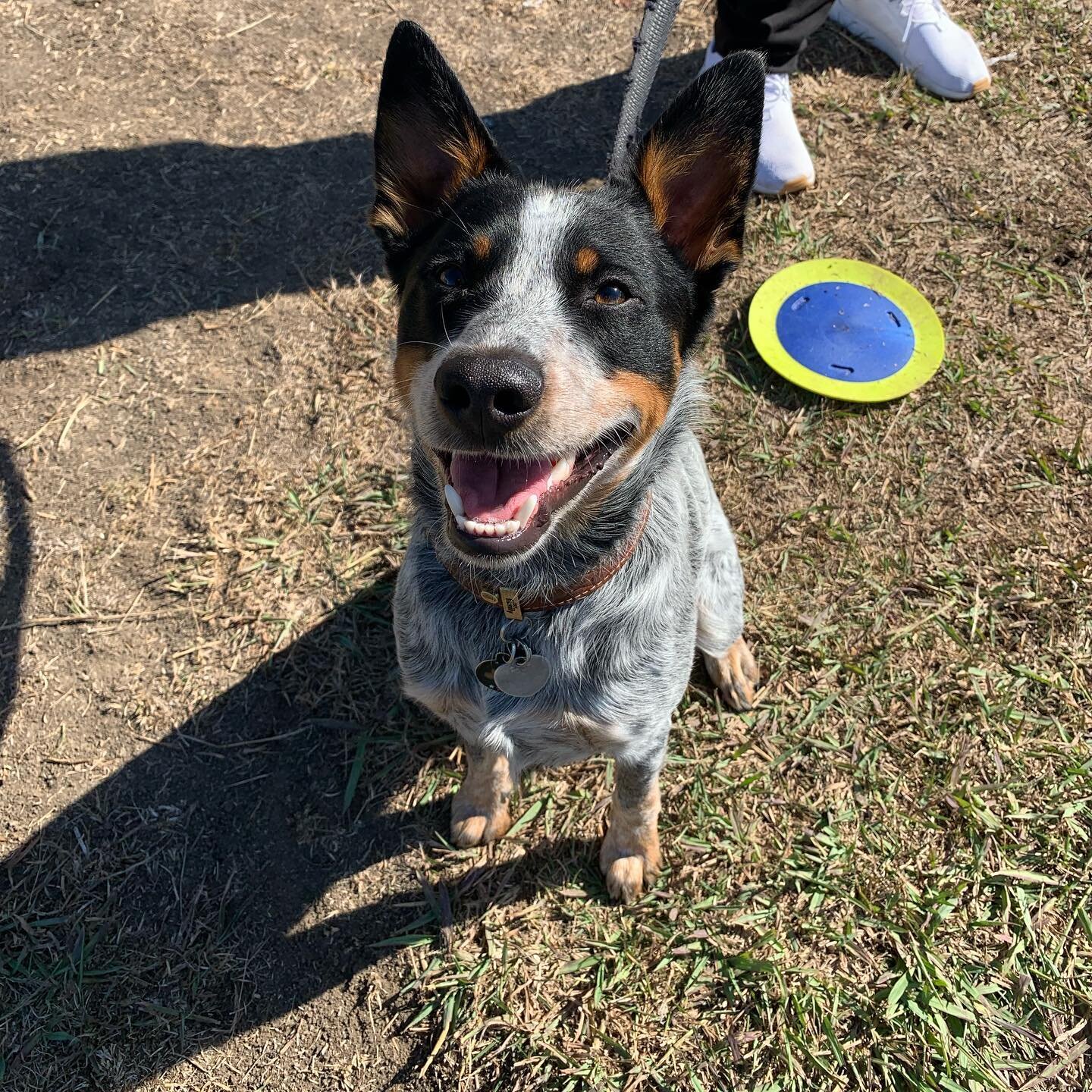 Welcome Bauer the blue heeler to @dawgaholictraining🎉🐾

Bauer will be entering our B&amp;T program tomorrow and we will be focusing on people/ dog agression , obedience and socialization.  Huge s/o and big thanks to his owners for reaching out and 