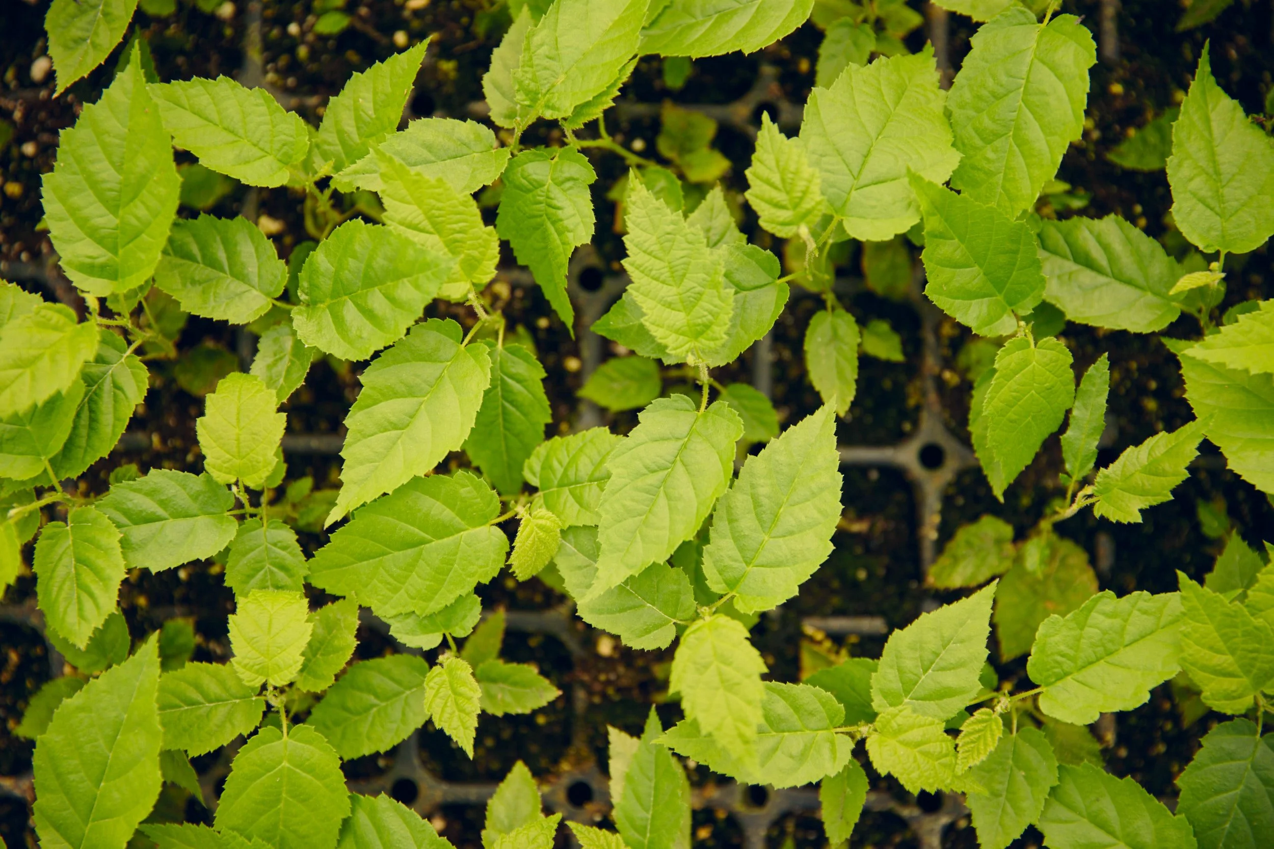 20140915_hazelnuts_200_Web 1.jpg