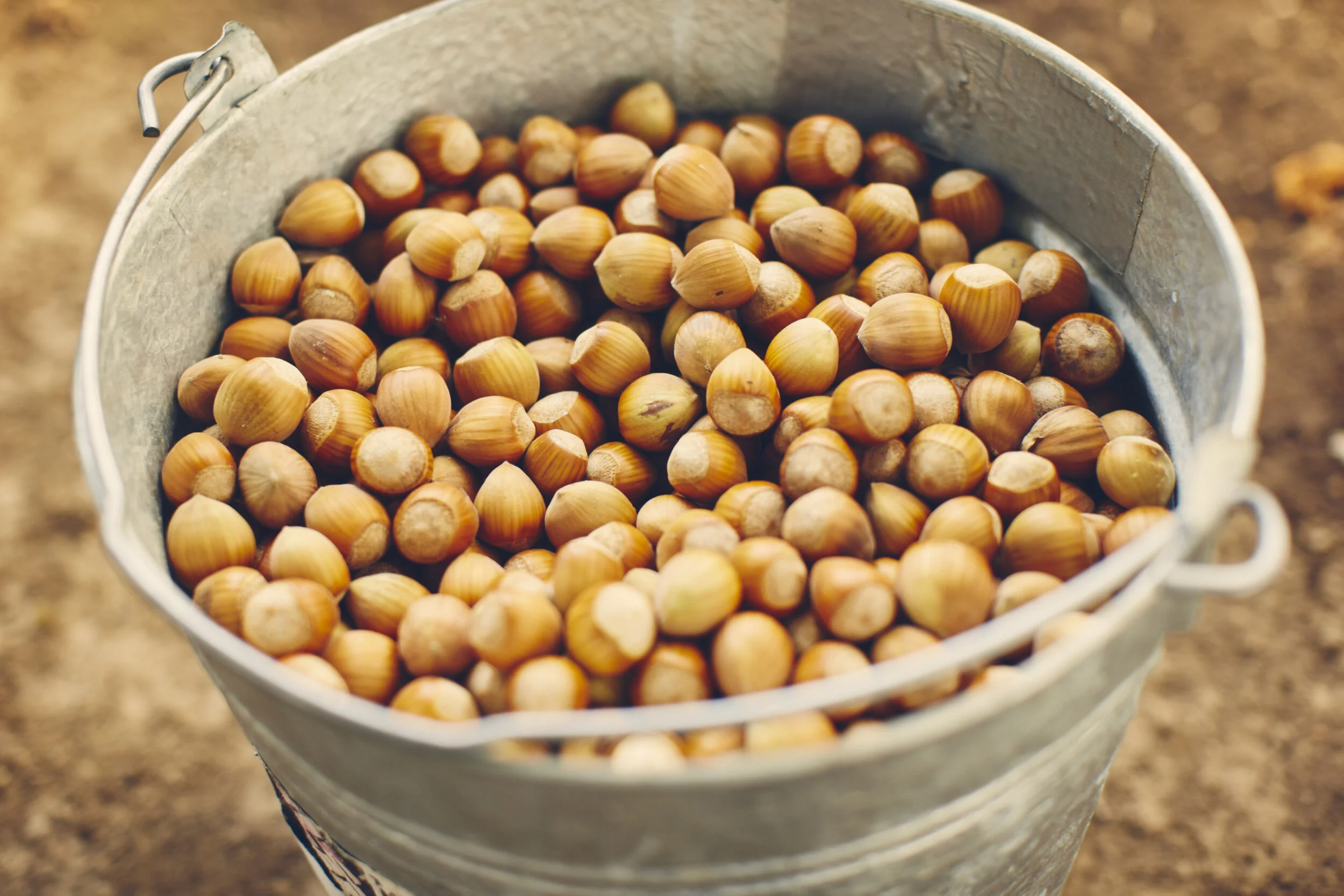 20140915_hazelnuts_179.jpg