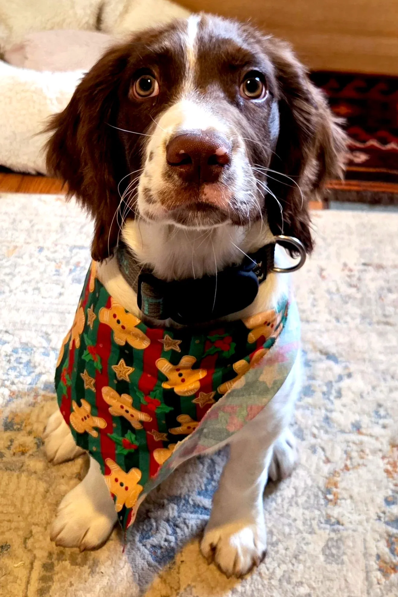 A puppy with a brown and white coat sitting on a patterned carpet, wearing a festive Christmas bandana with gingerbread cookie designs and a black harness.