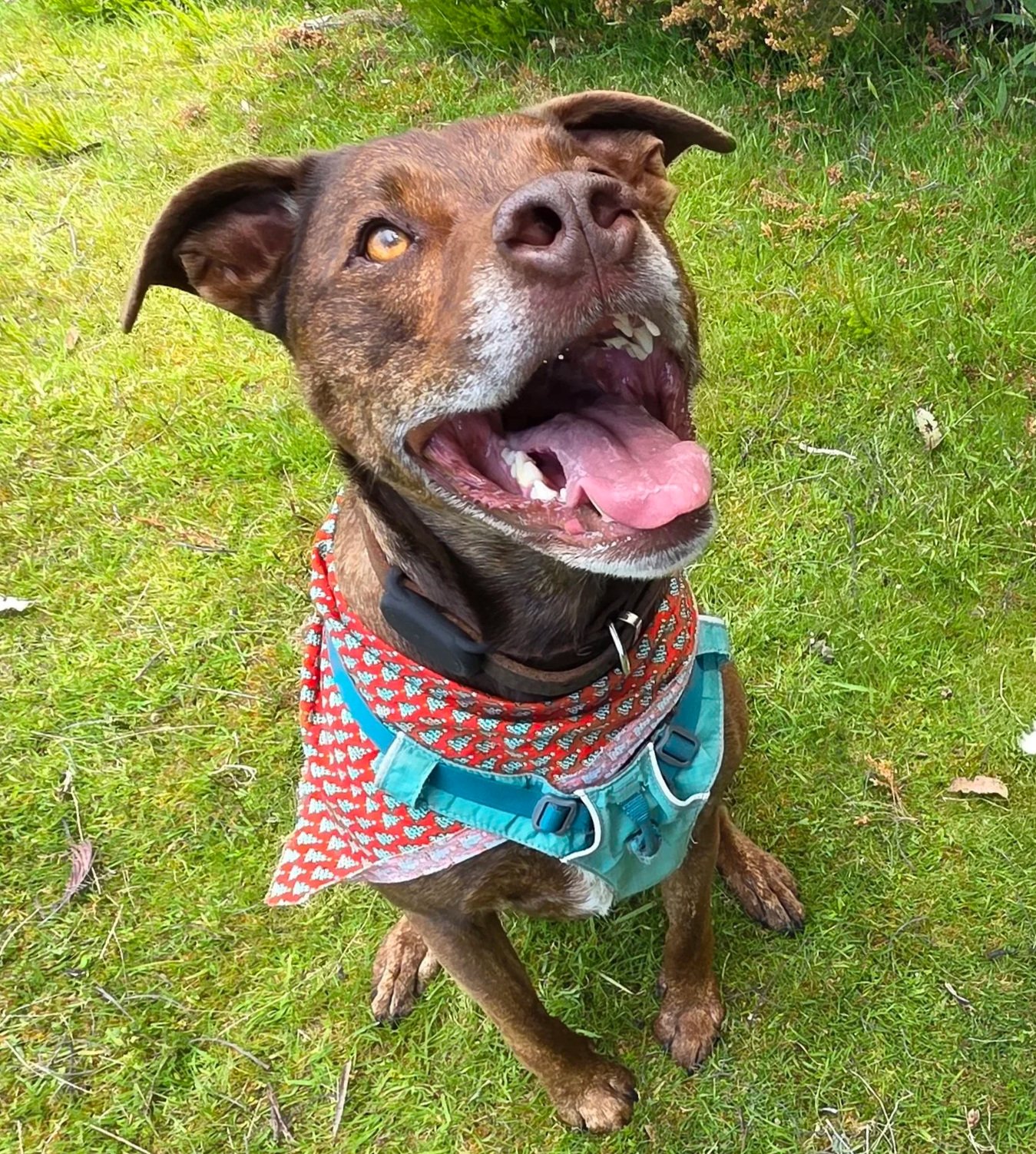 A brown dog with a brindle coat and white markings on its chest and face, sitting on green grass with its mouth open and tongue out, wearing a colorful bandana and a blue harness.
