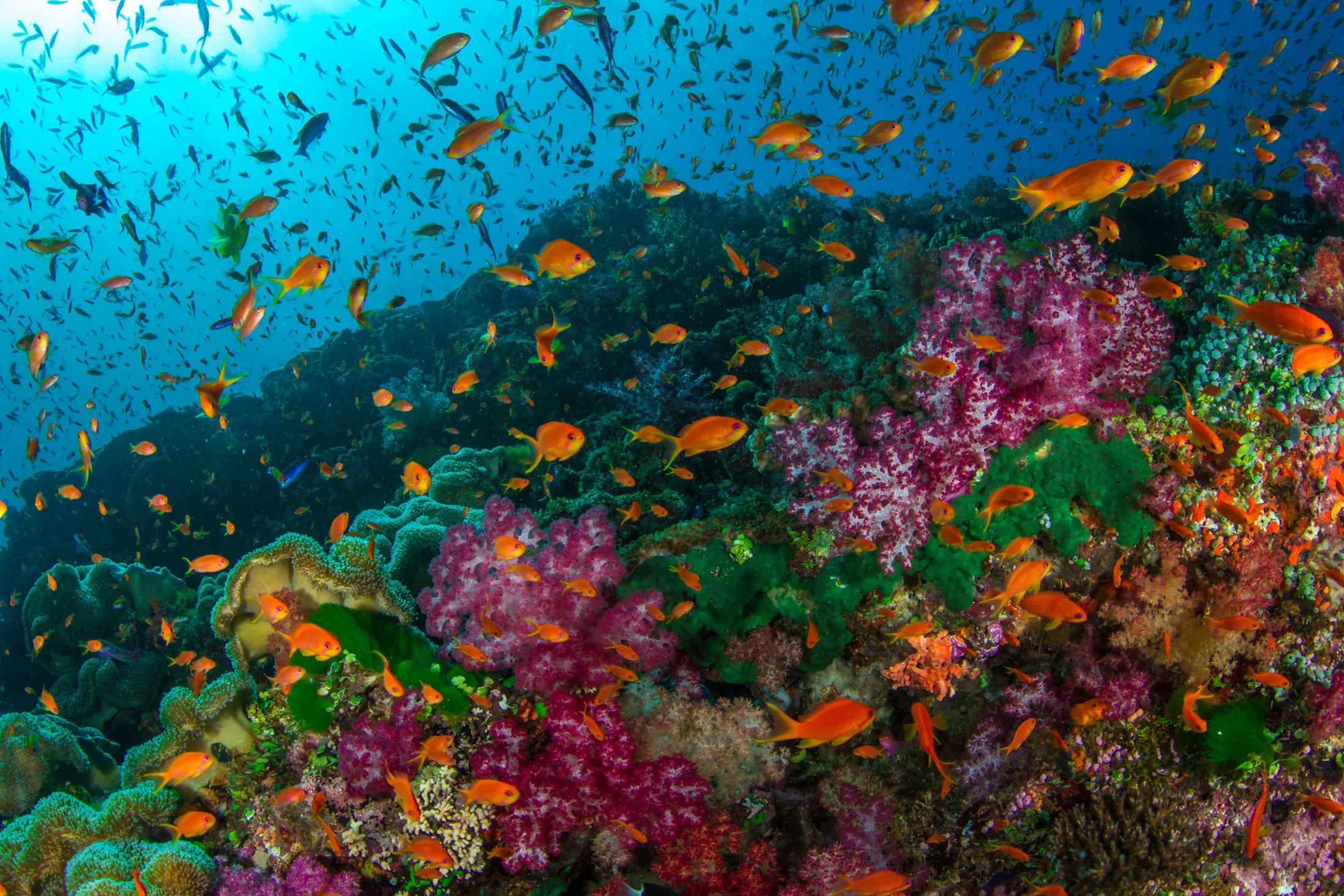 Our World Underwater