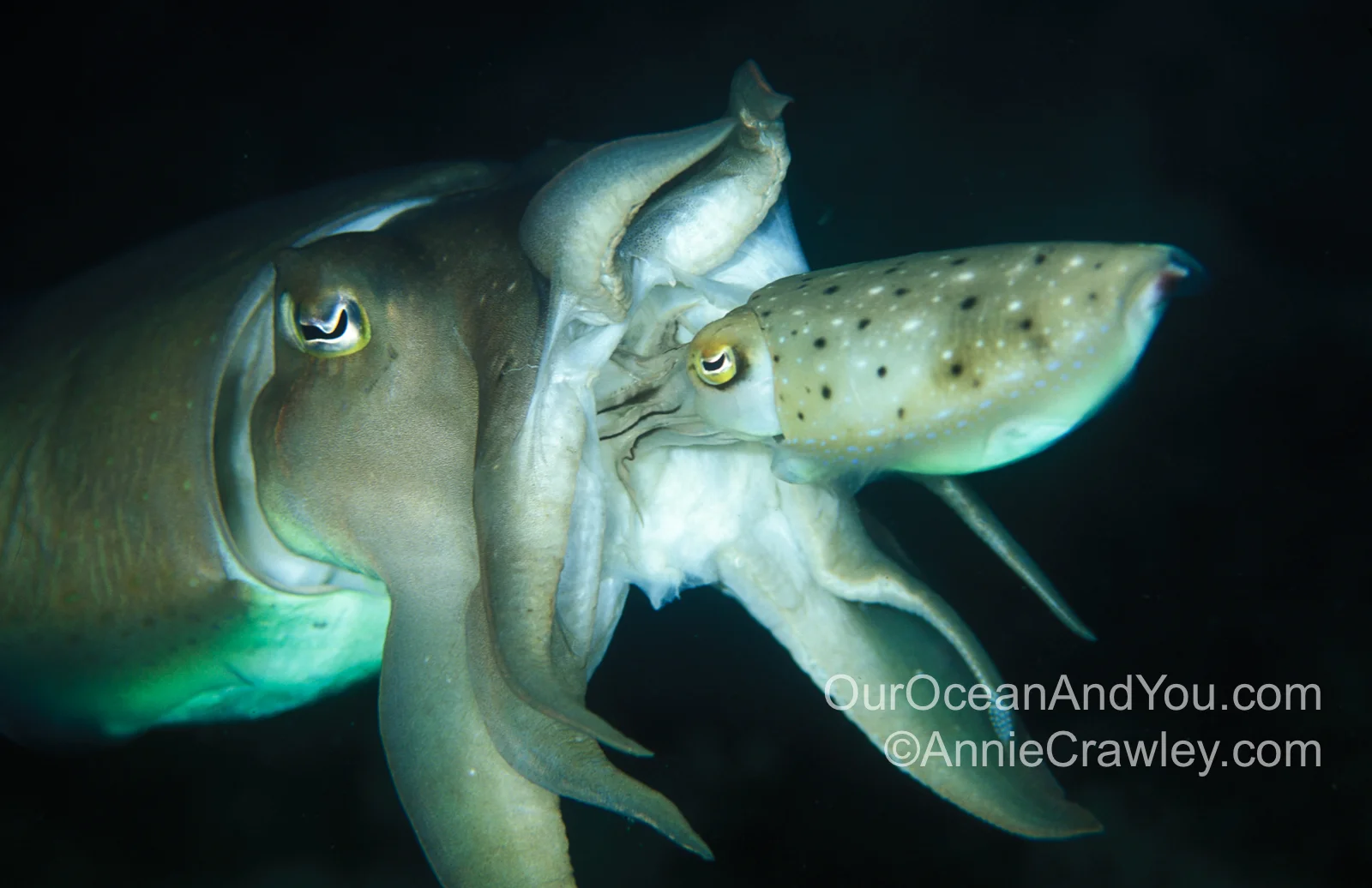 Critters @Lembeh, Lembeh Strait, Indonesia with Dr. Roger Hanlon &amp; Annie Crawley