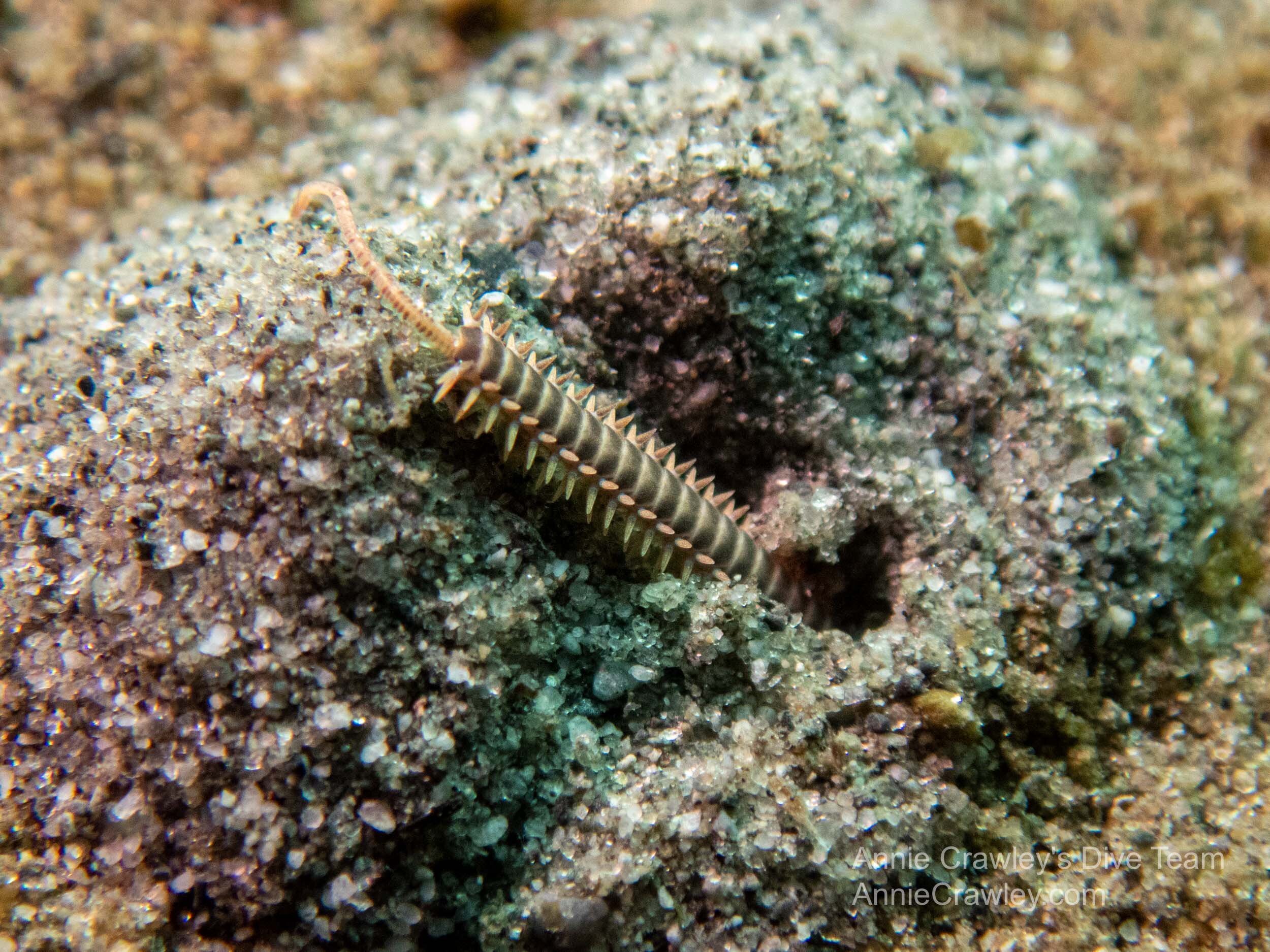 Worms—PNW Ocean Life—Species Identification — Edmonds Underwater Park
