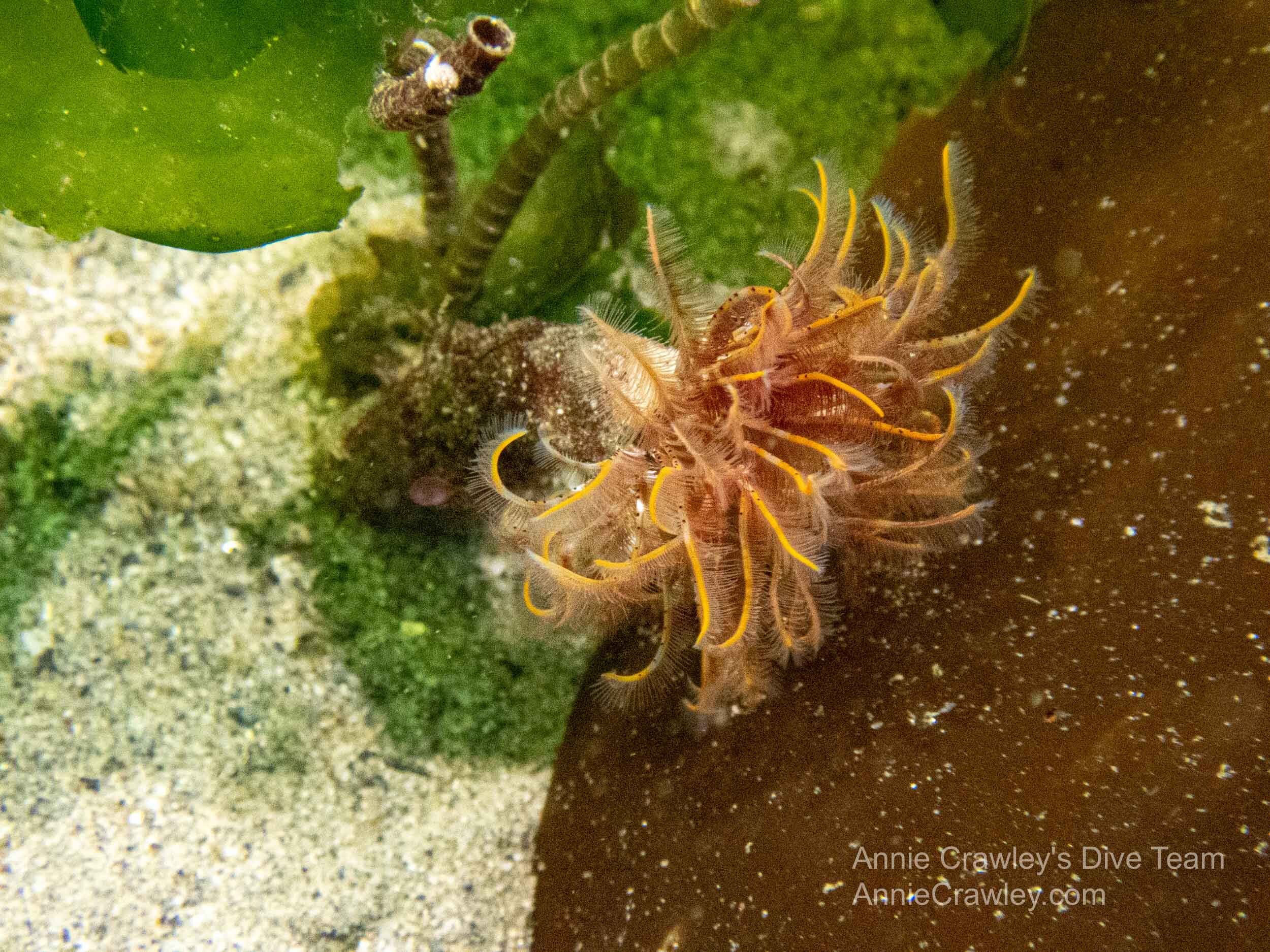 WoRMS - World Register of Marine Species - Dumontia simplex Cotton