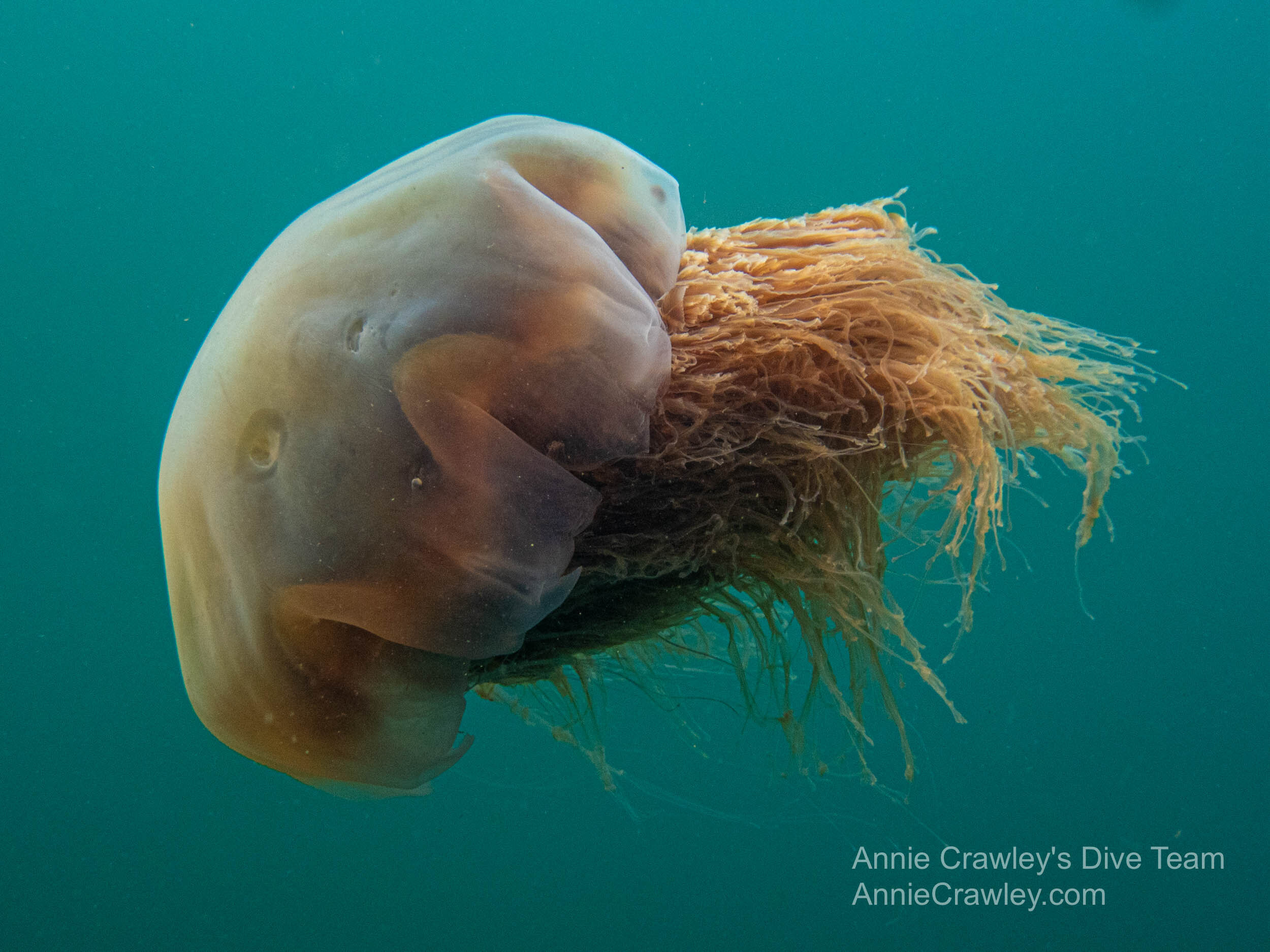 Ocean Life—Species Identification — Edmonds Underwater