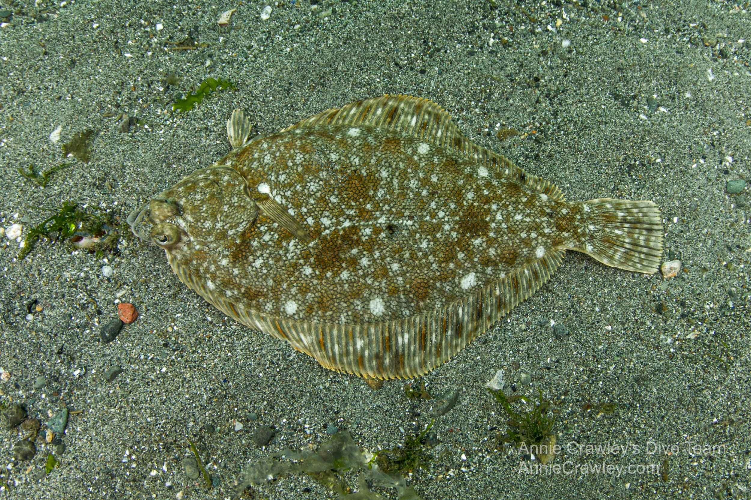 Flatfish—Flounders—PNW Ocean Life—Species Identification — Edmonds  Underwater Park