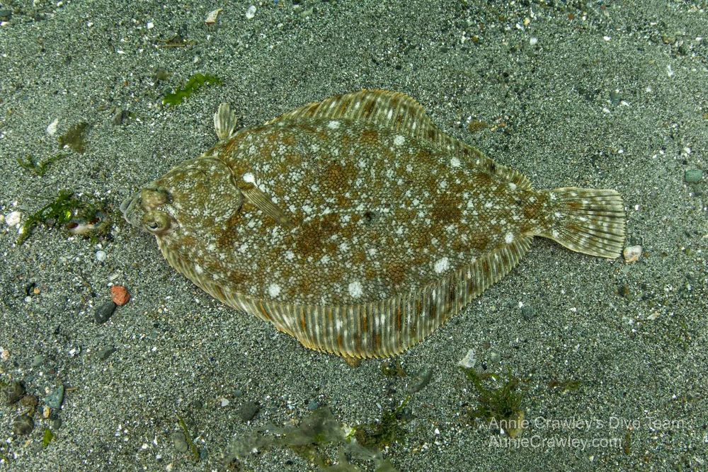 Triangula Rflat Fish Flatfish—Flounders—PNW Ocean Life—Species Identification — Edmonds ...