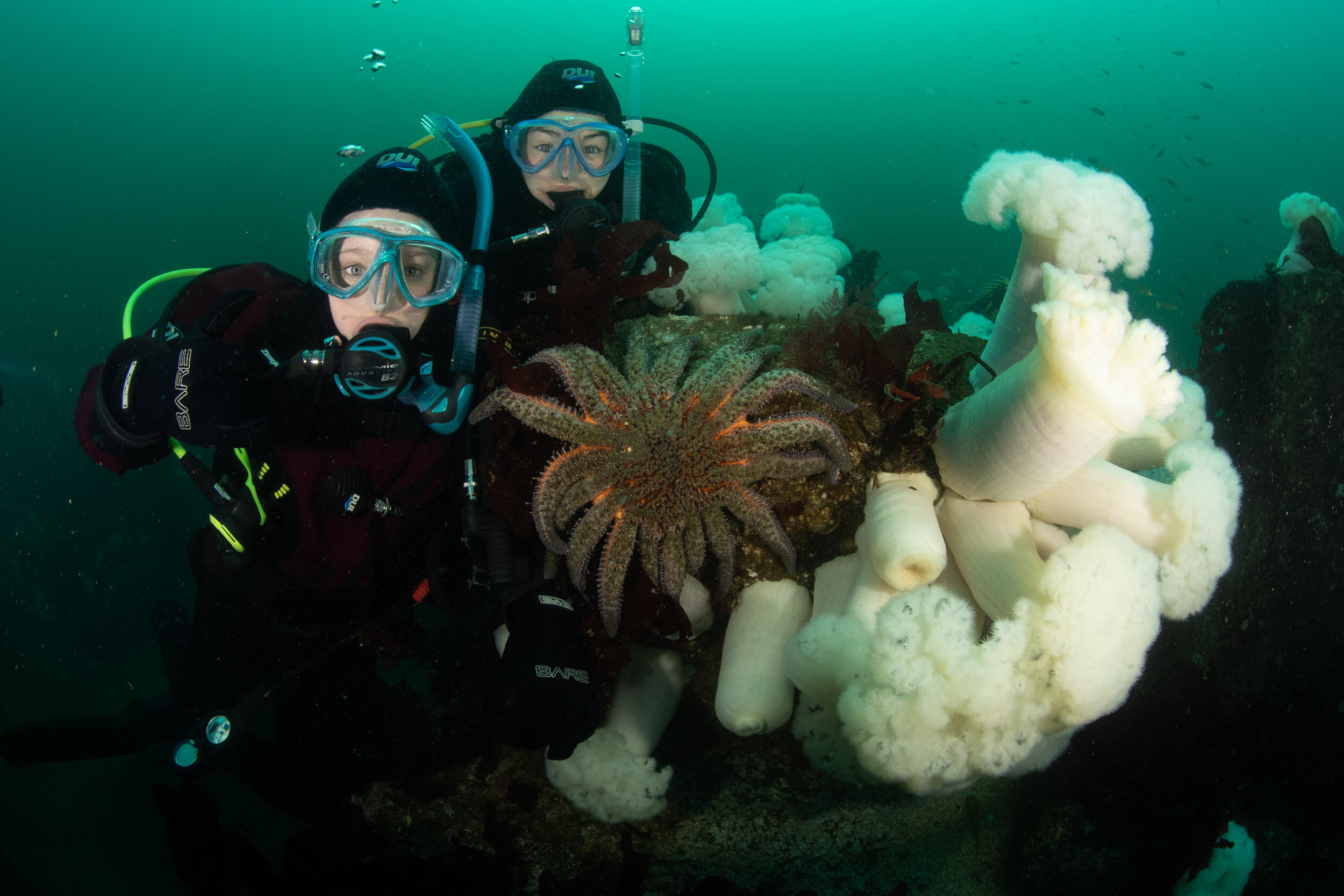 Sea Stars—Starfish—PNW Ocean Life—Species Identification — Edmonds  Underwater Park