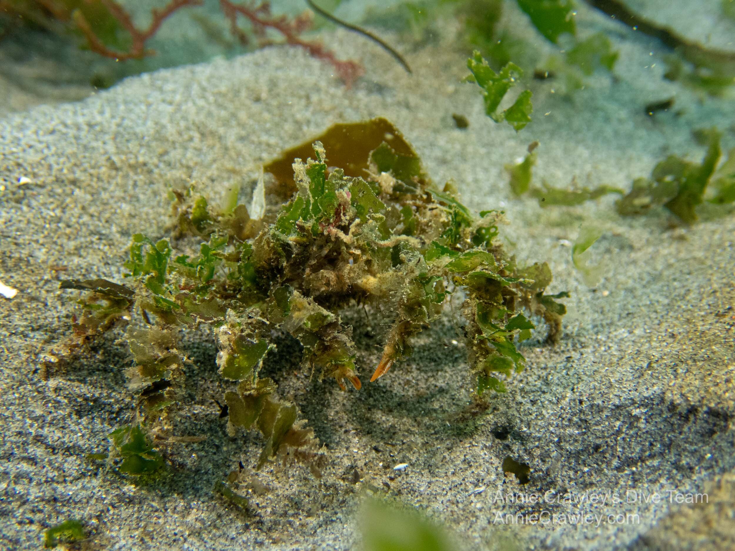 Crabs—Crustaceans—PNW Ocean Life—Species Identification — Edmonds