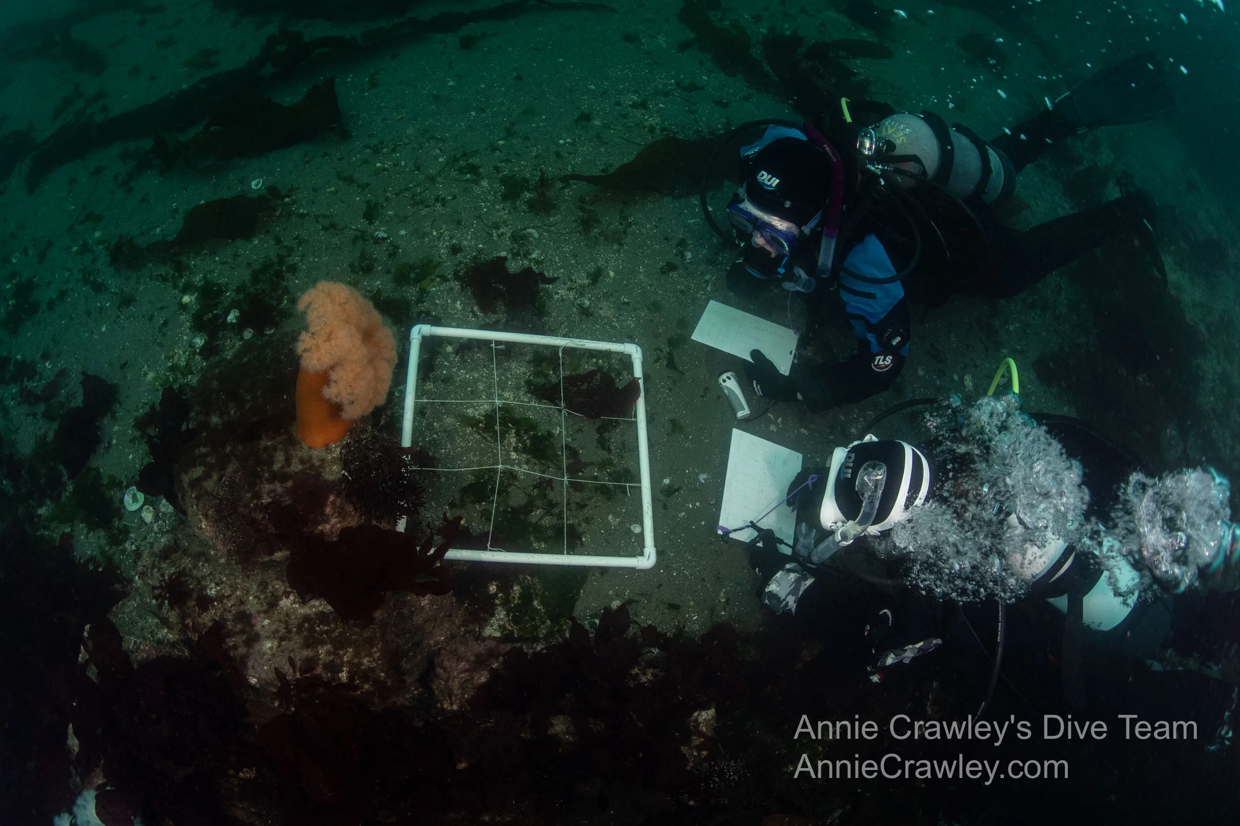 Meet Annie Crawley's Scuba Diving Team — Fiona Treacy — Edmonds