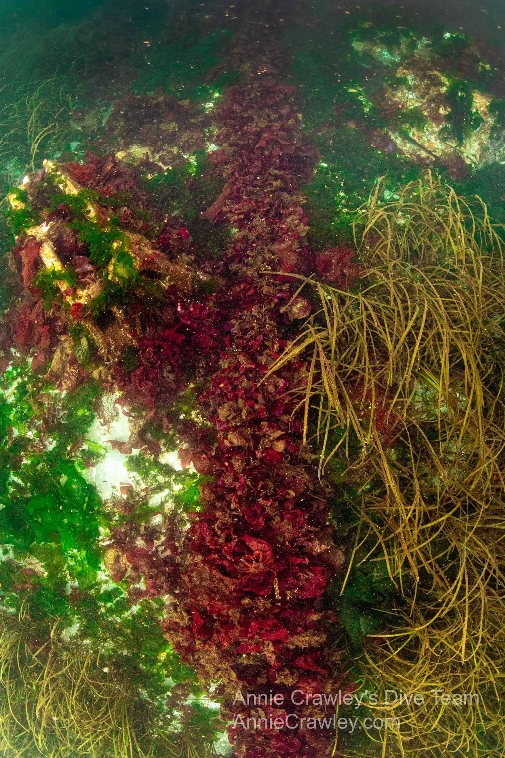 Dive Edmonds Underwater Park—PNW Diving — Edmonds Underwater Park