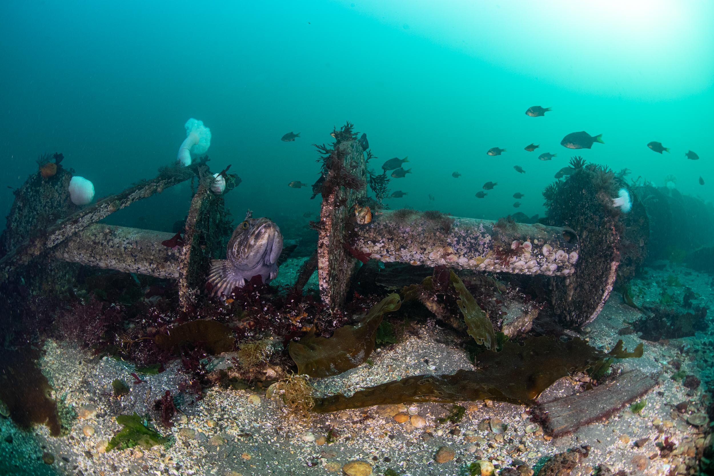 Sea Stars—Starfish—PNW Ocean Life—Species Identification — Edmonds  Underwater Park