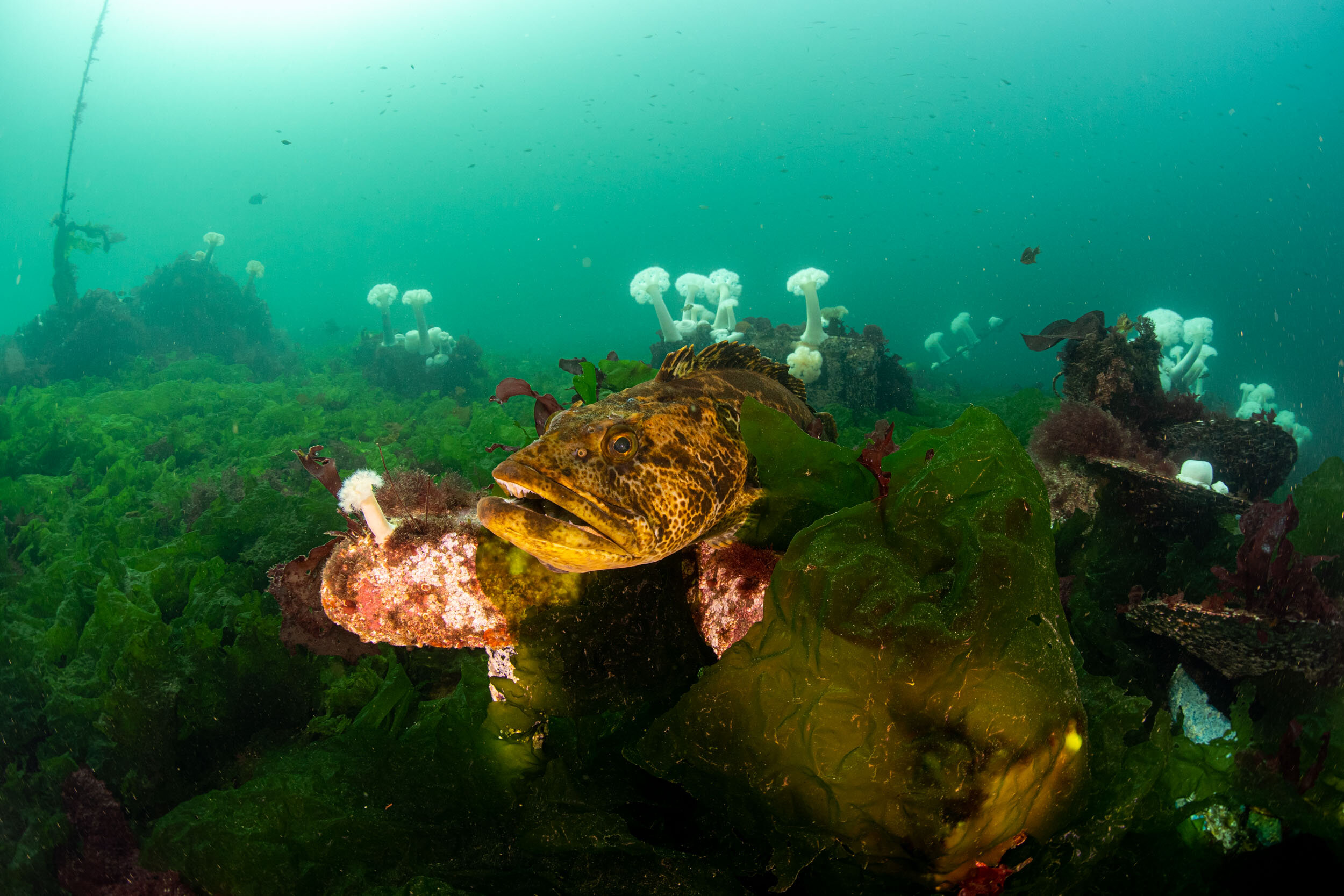 Lingcod mark the spot