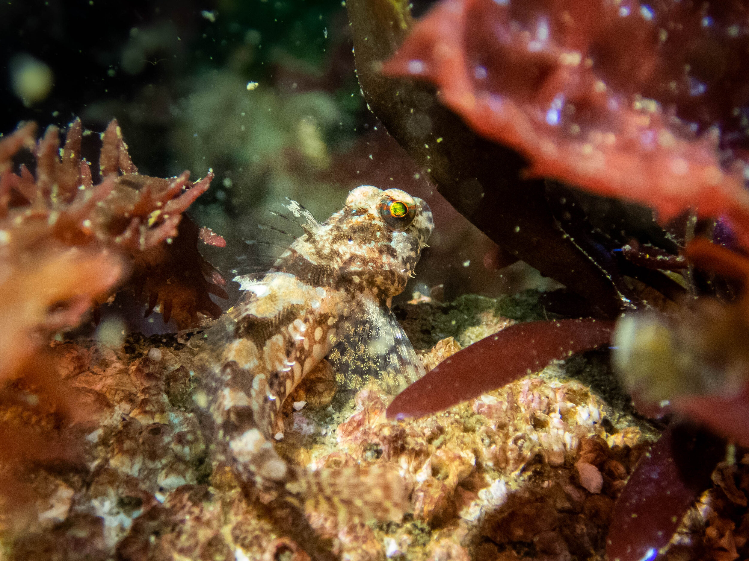 scuba-3.jpg