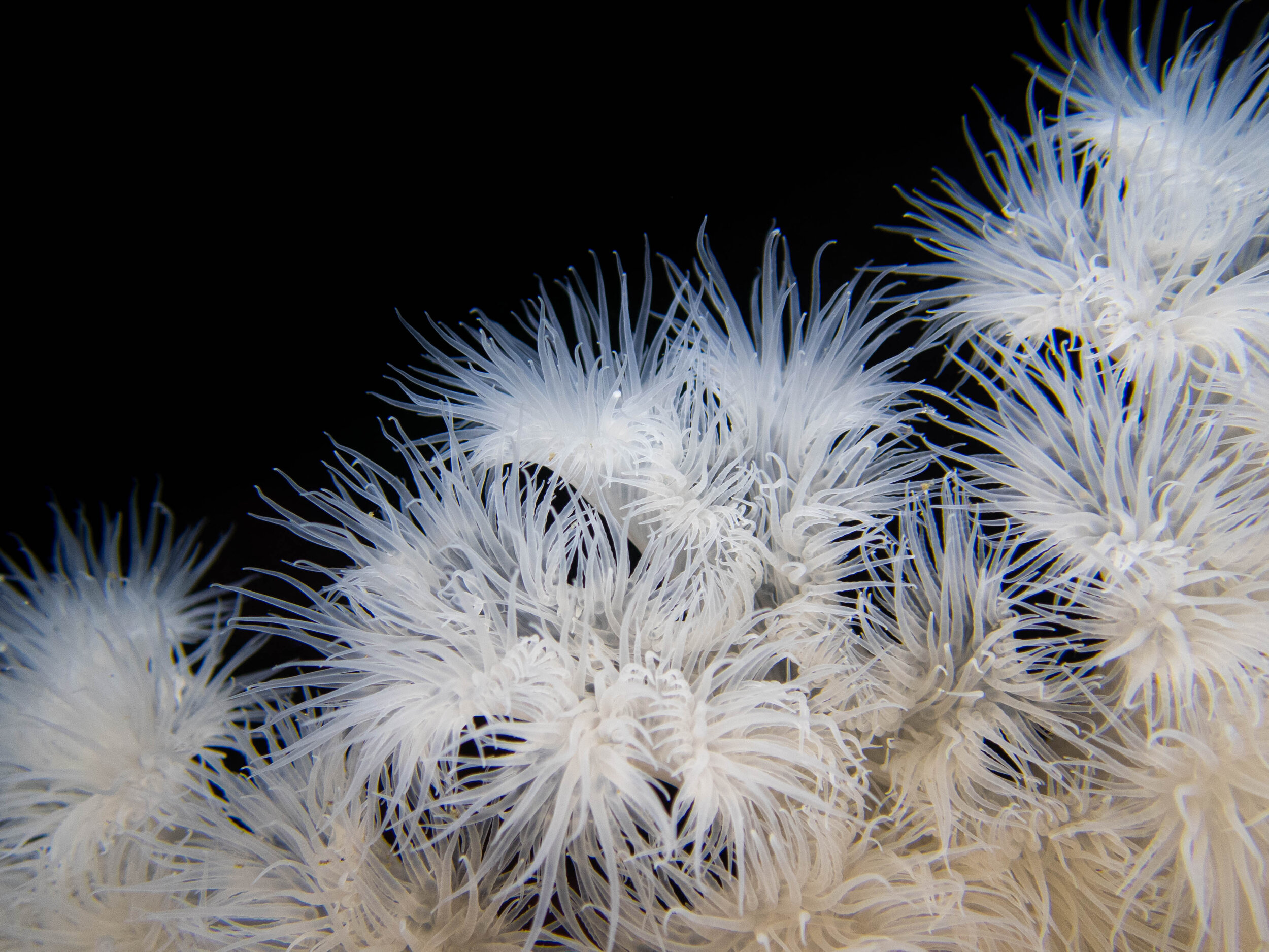 scuba-4.jpg