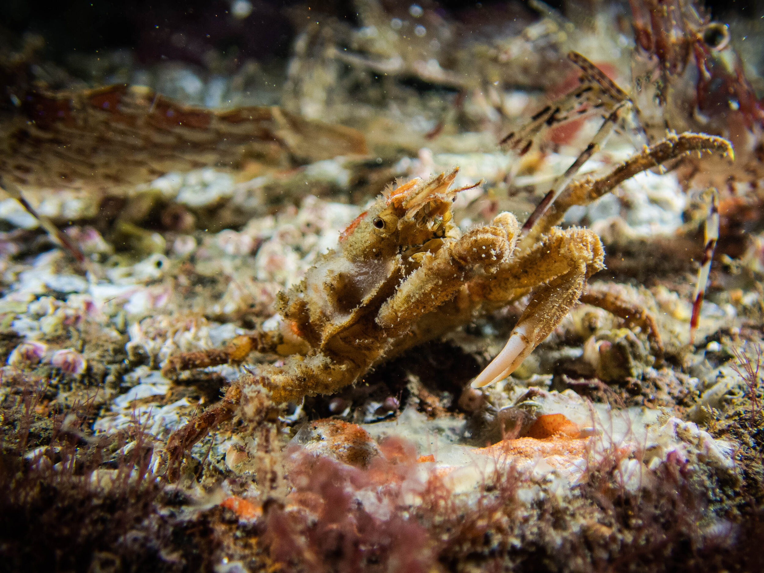 scuba-7.jpg