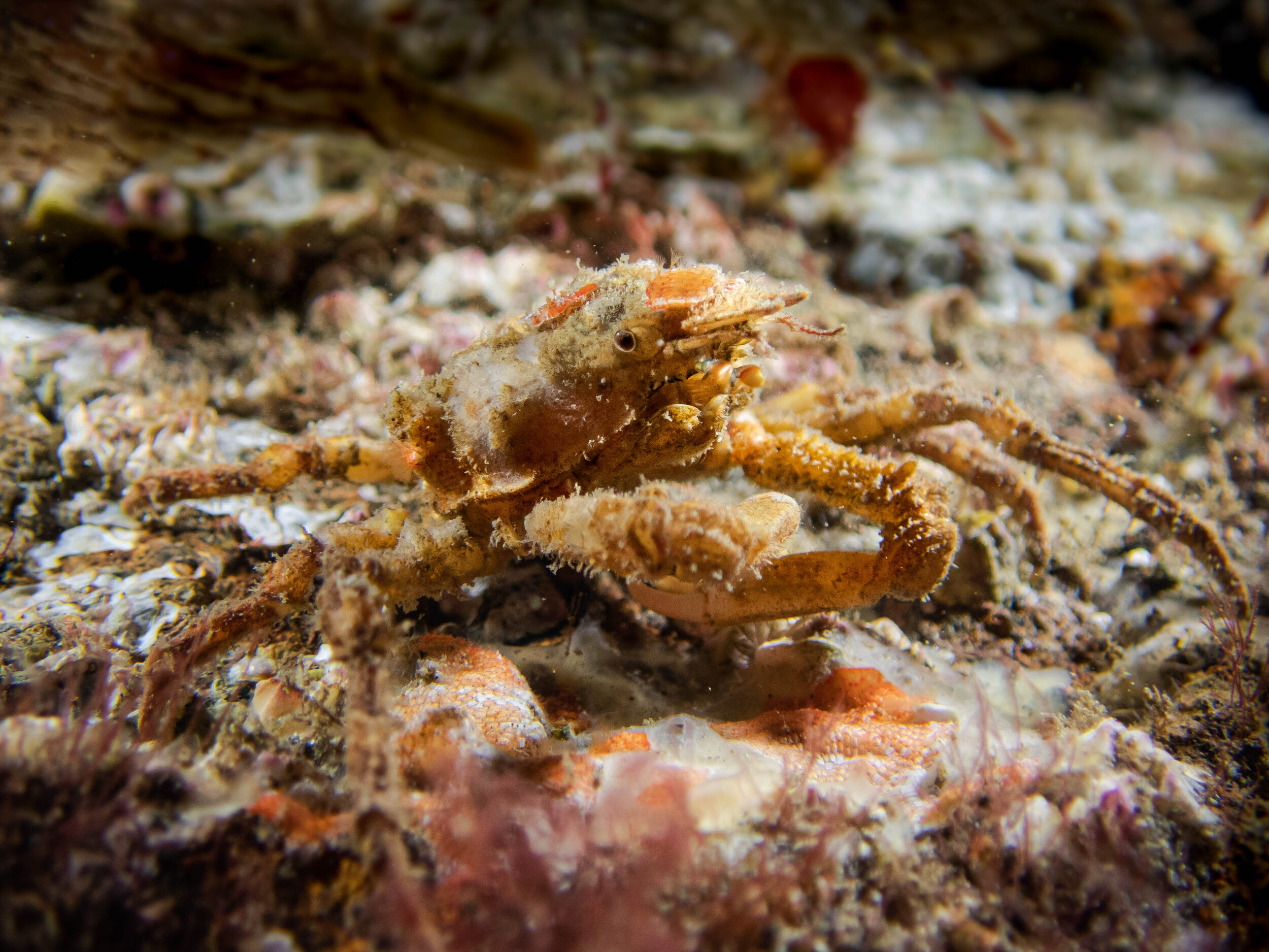 scuba-8.jpg