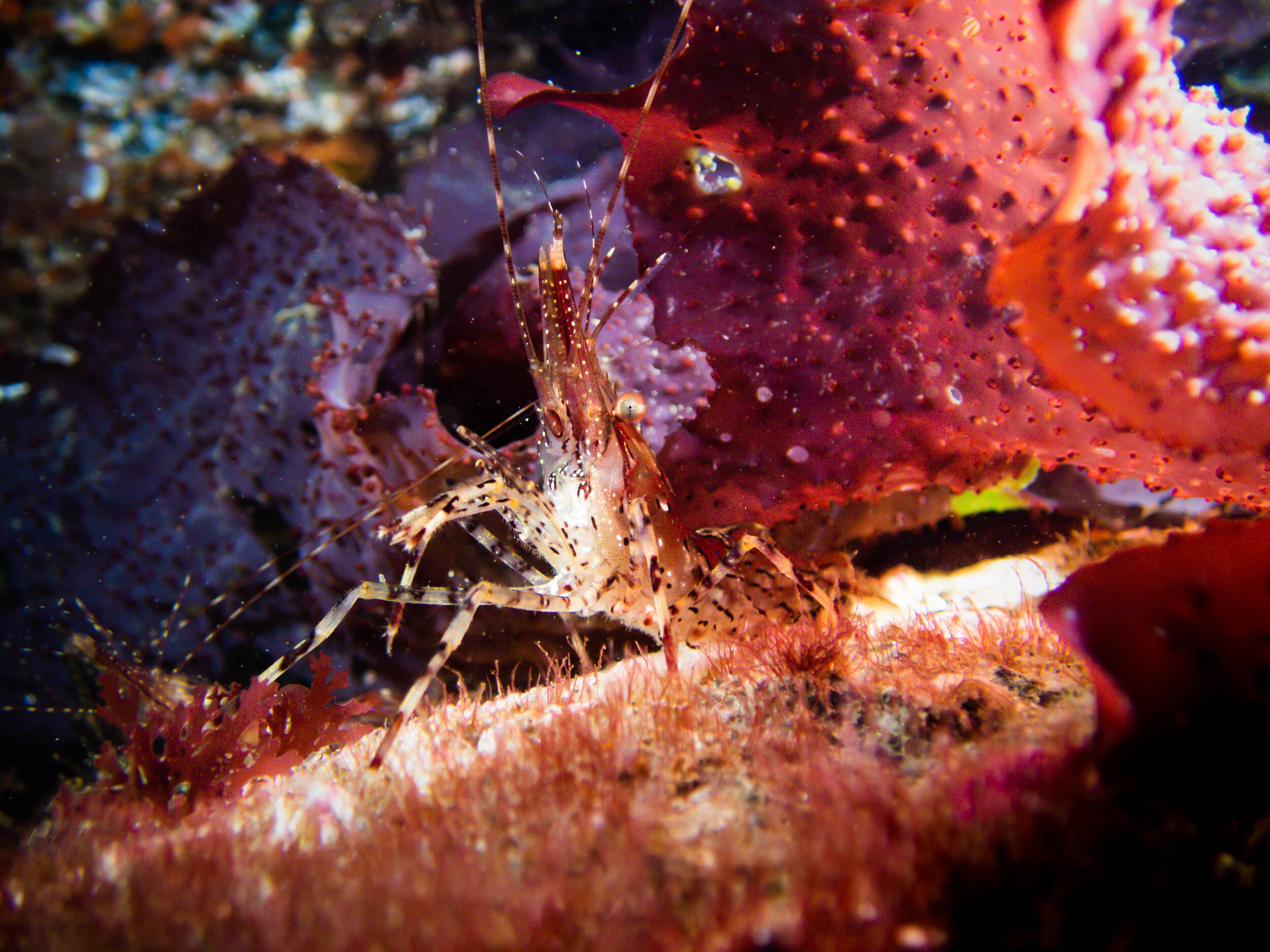 scuba-9.jpg