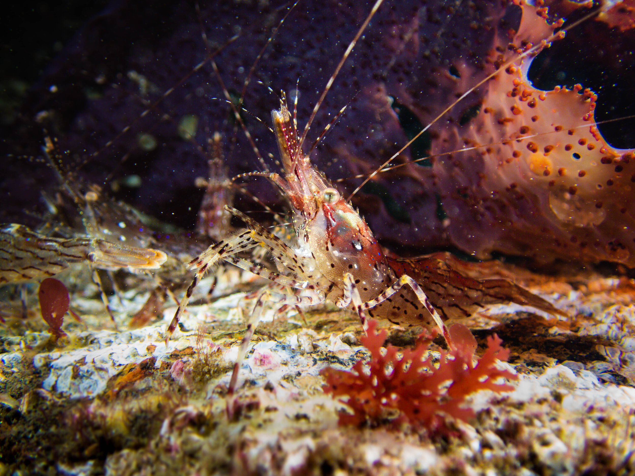 scuba-10.jpg