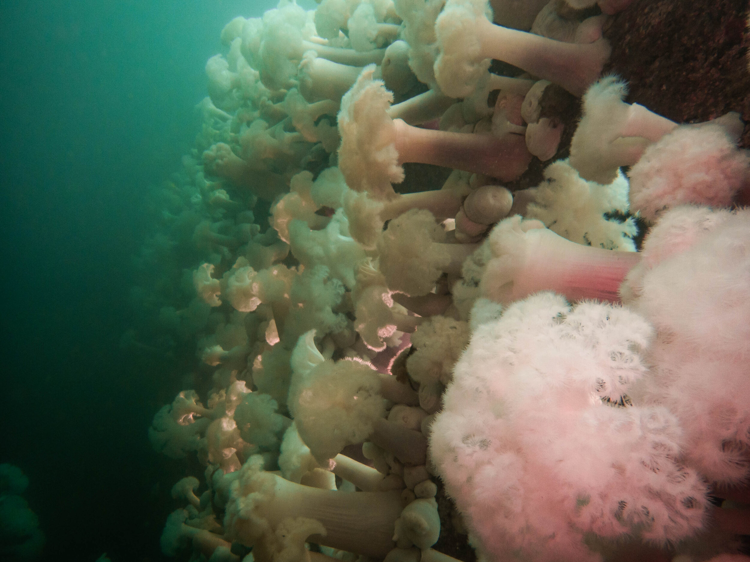 scuba-12.jpg