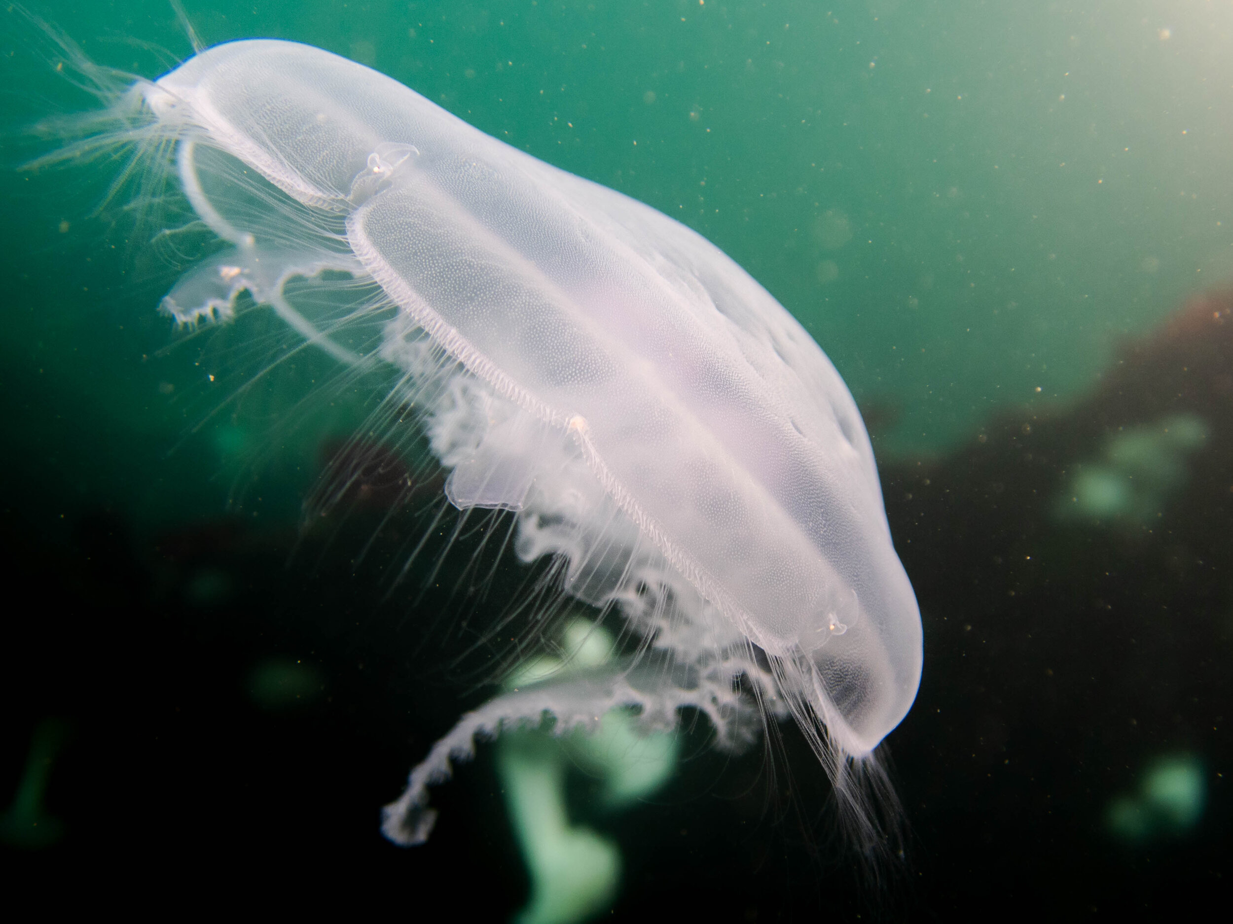 scuba-16.jpg
