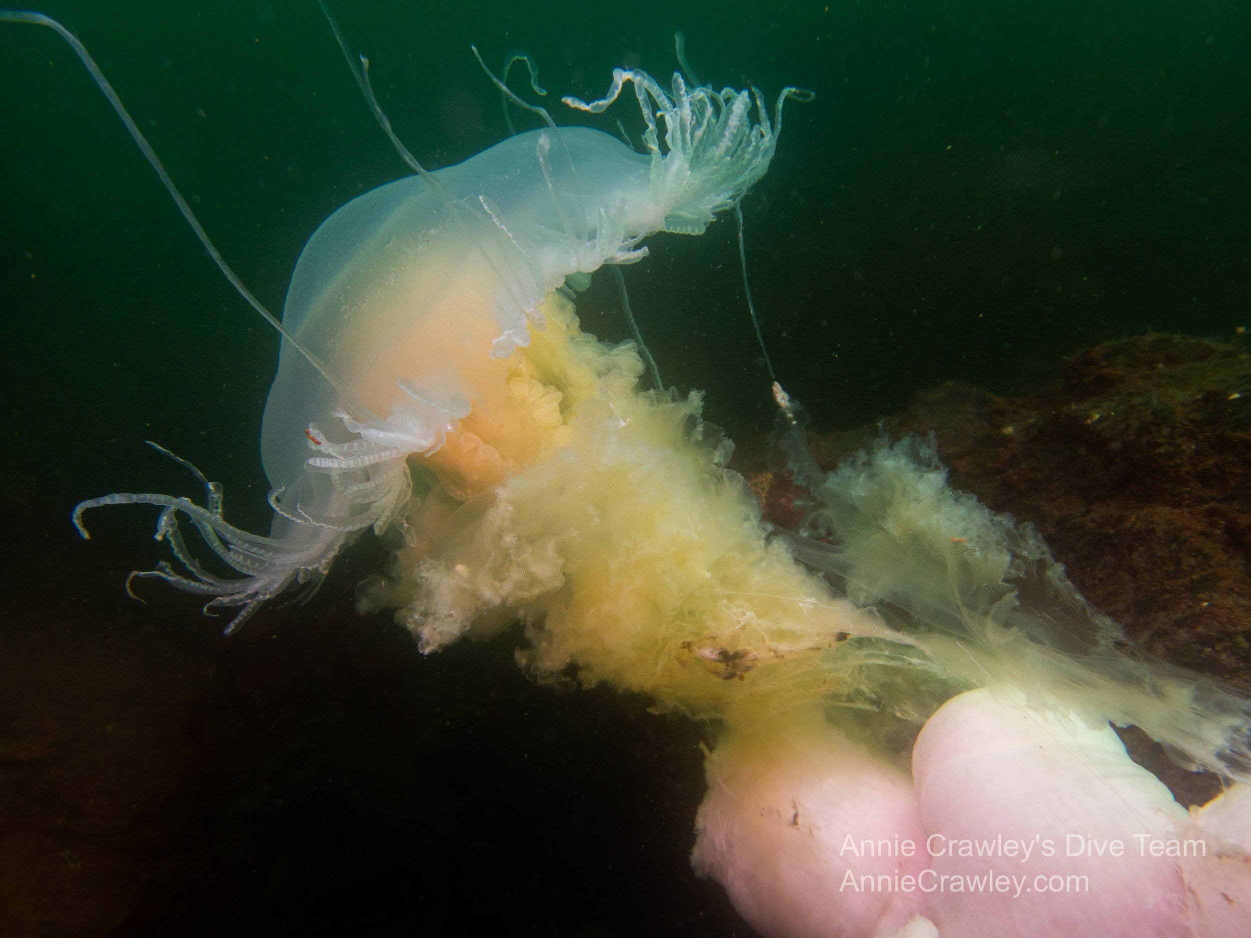 Egg yolk jelly with crustacean symbionts