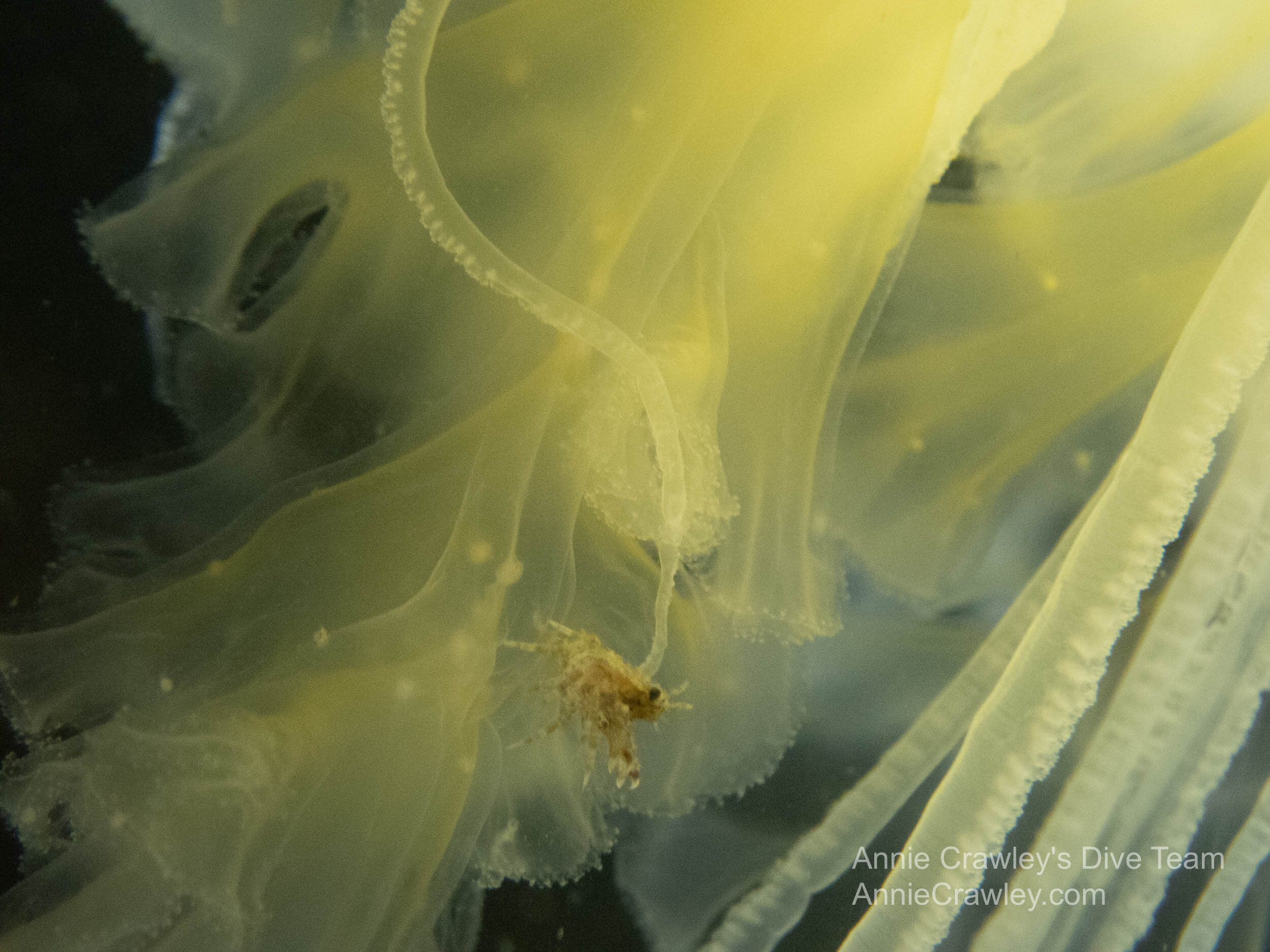 Another copepod seeks shelter in the egg yolk jelly