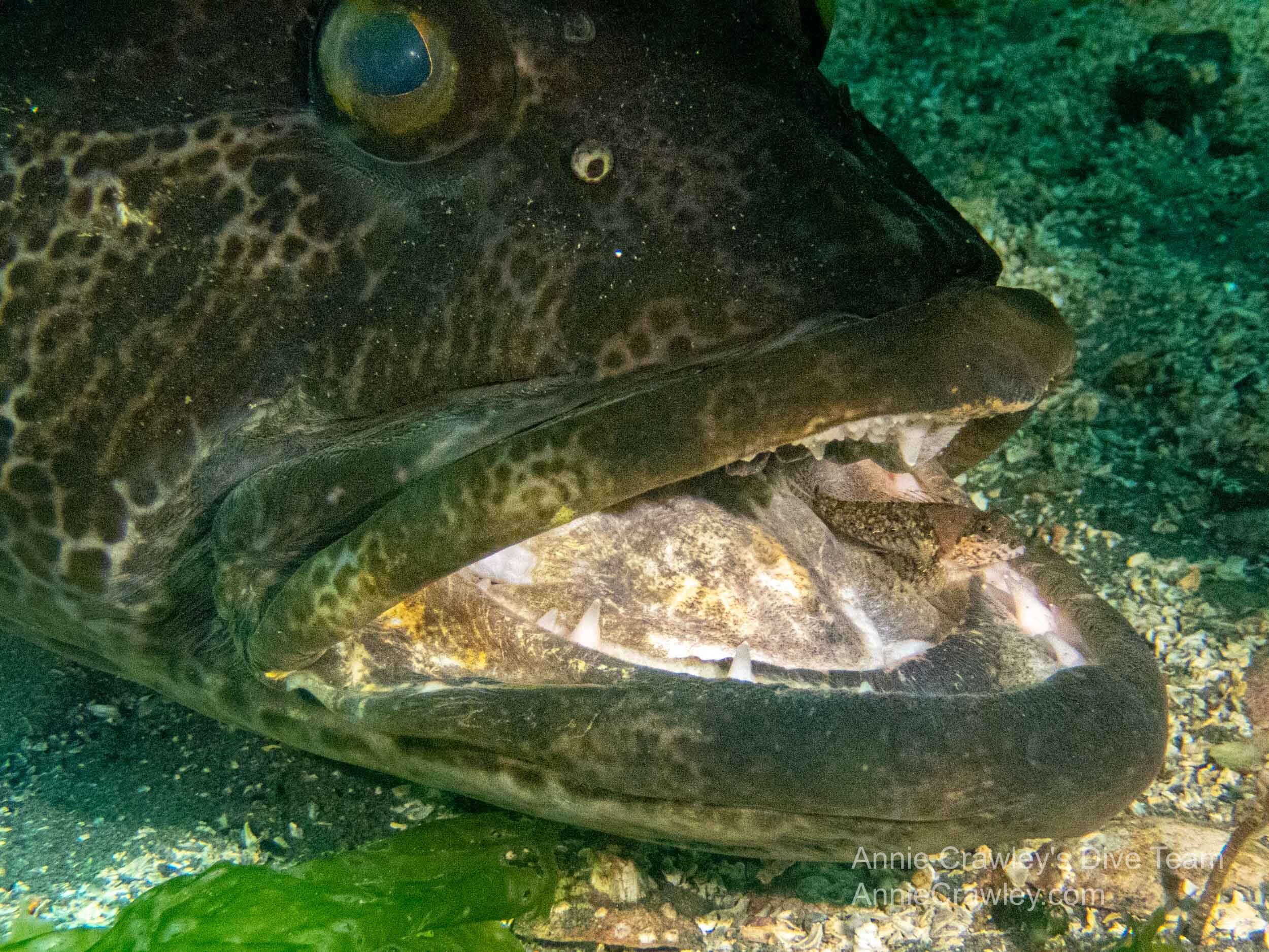 Scalyhead sculpin gets a snack