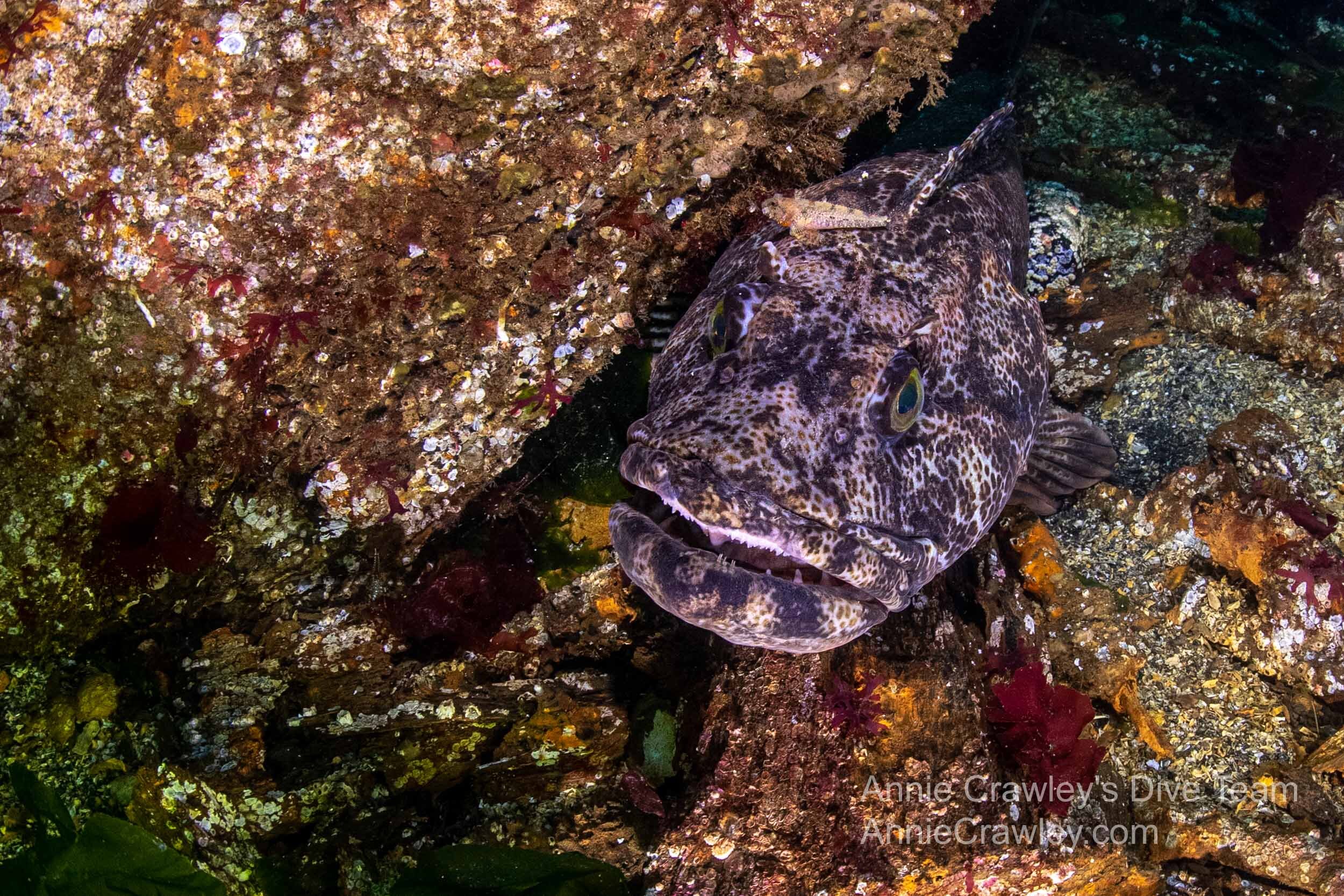 Scalyhead sculpin cleans lingcod