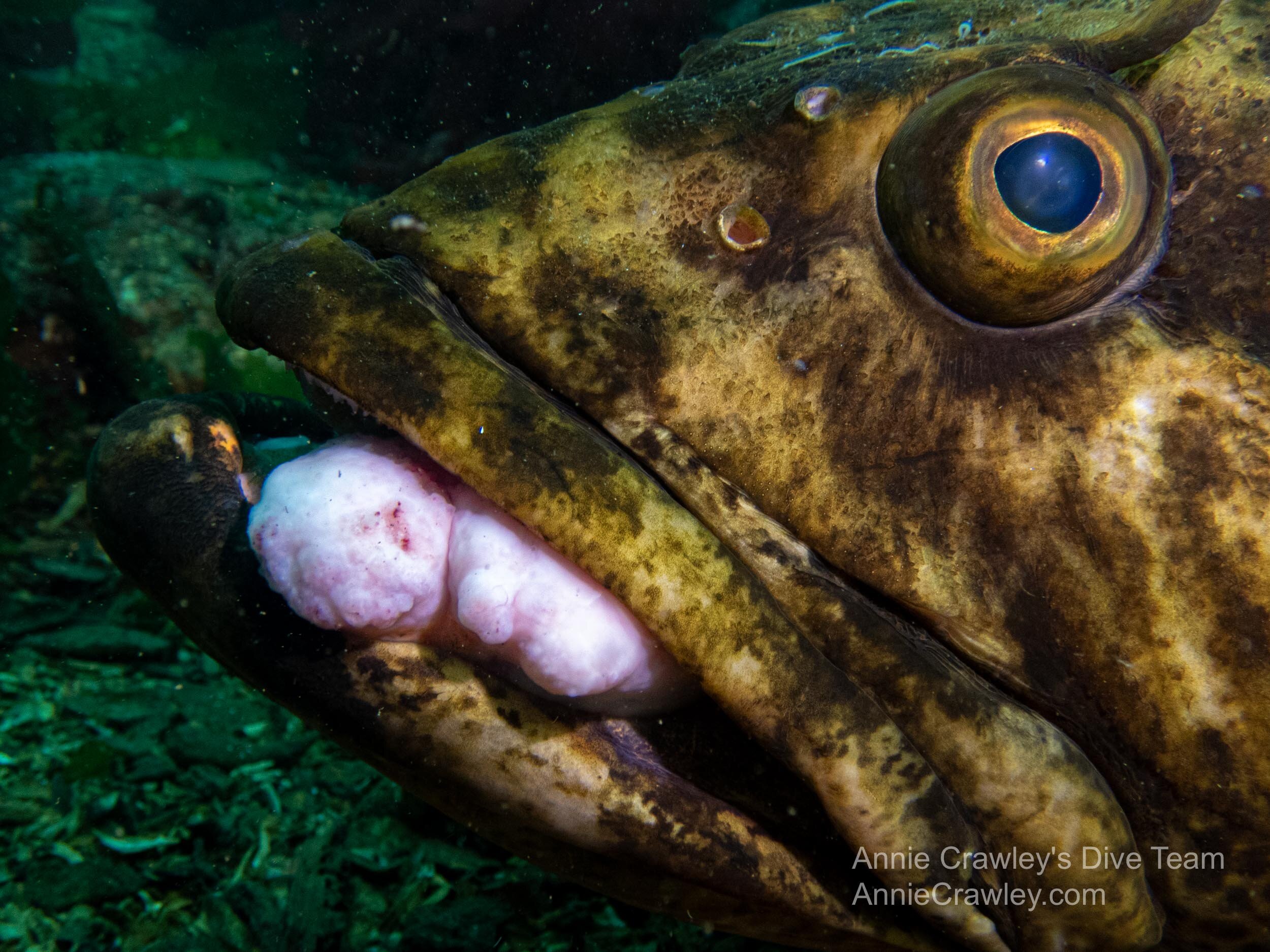 Parasitic fish tumor