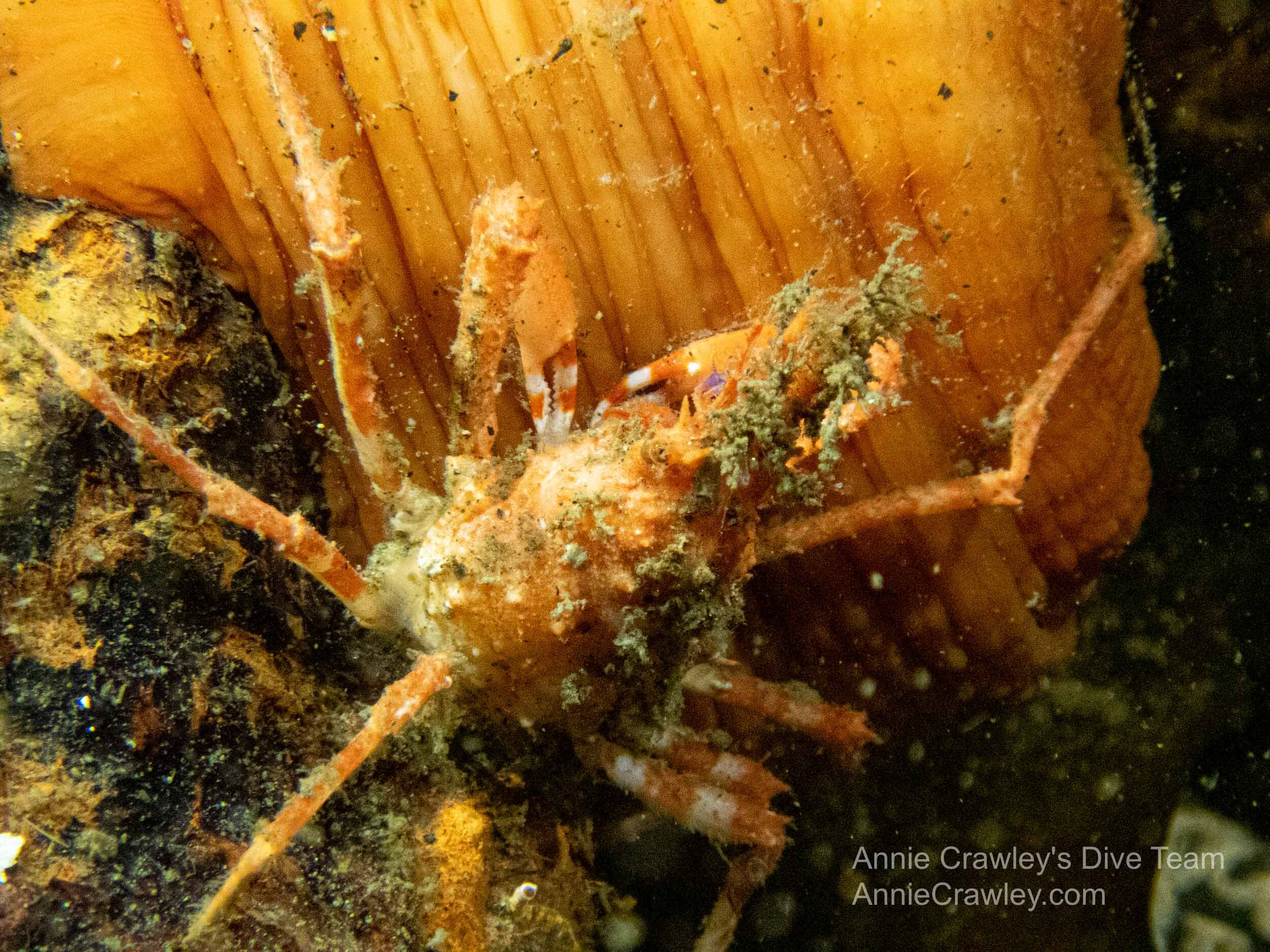 Crabs—Crustaceans—PNW Ocean Life—Species Identification — Edmonds