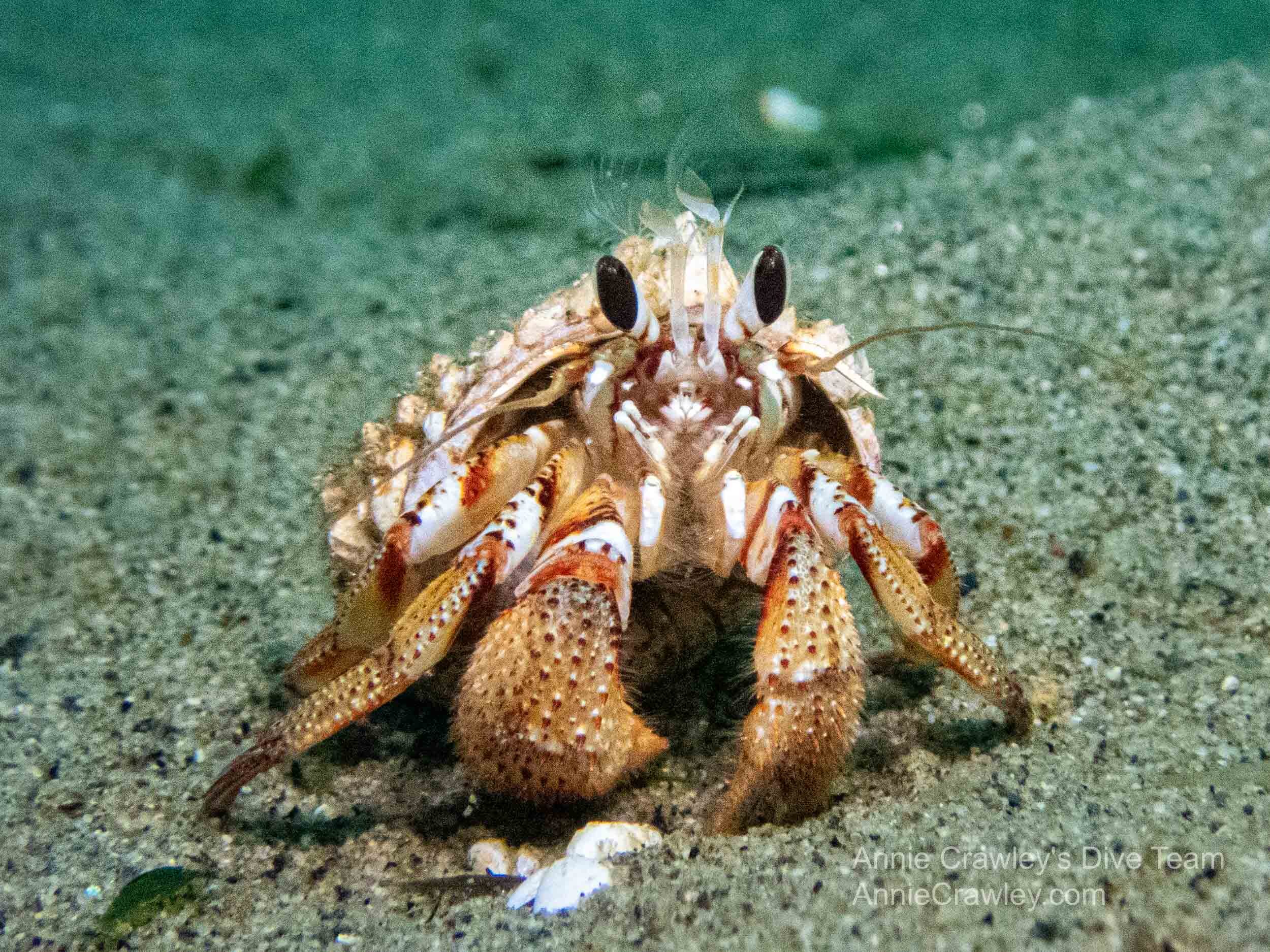 Crazy About Crabs—PNW Crabs—Danny Stephenson Dive Team—Edmonds