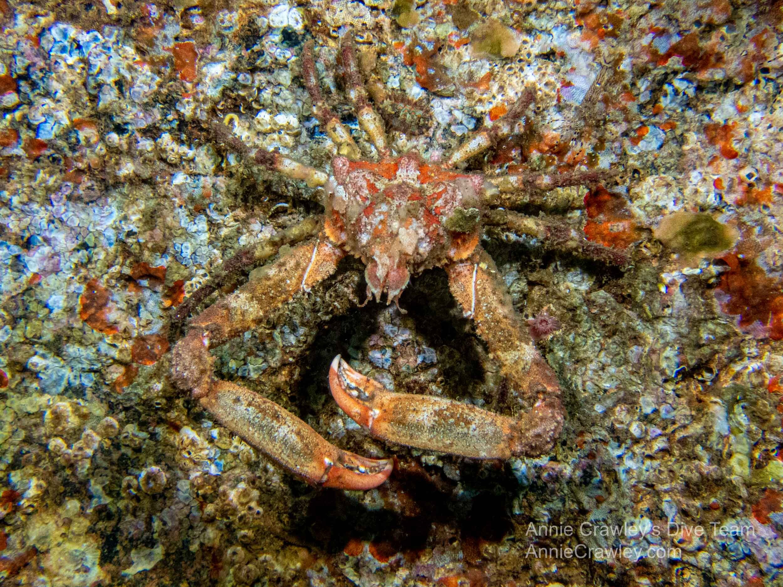 Crazy About Crabs—PNW Crabs—Danny Stephenson Dive Team—Edmonds Underwater  Park — Edmonds Underwater Park