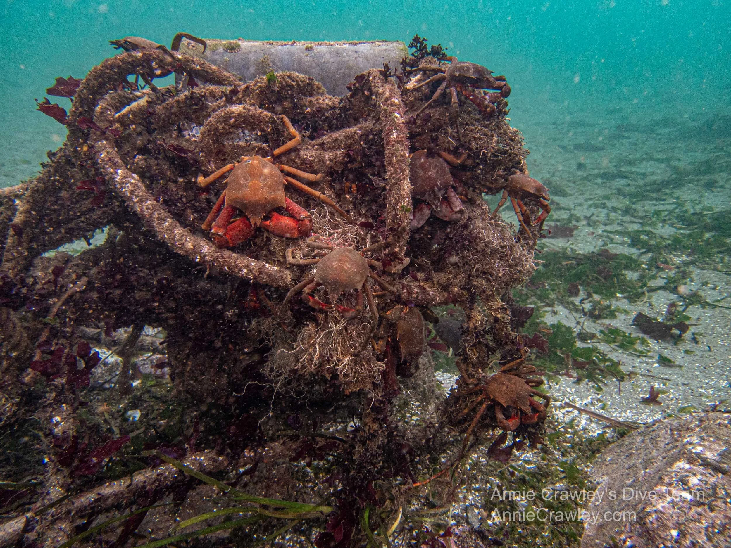 Red King Crab Underwater