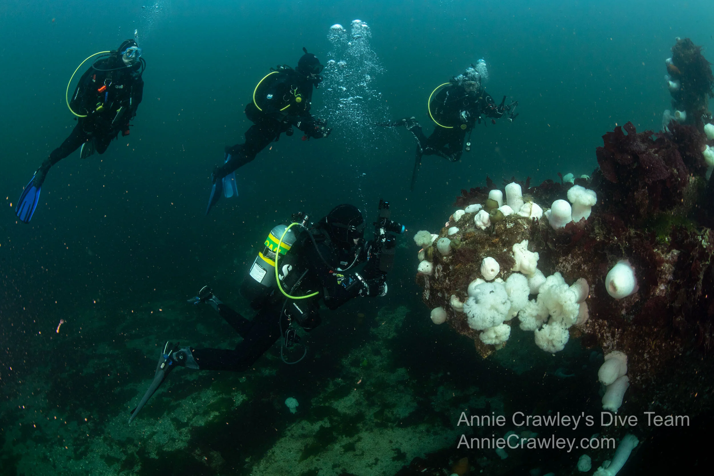 Life at the Lopez Pontoon—PNW Diving—Daniel Dembowy—Underwater