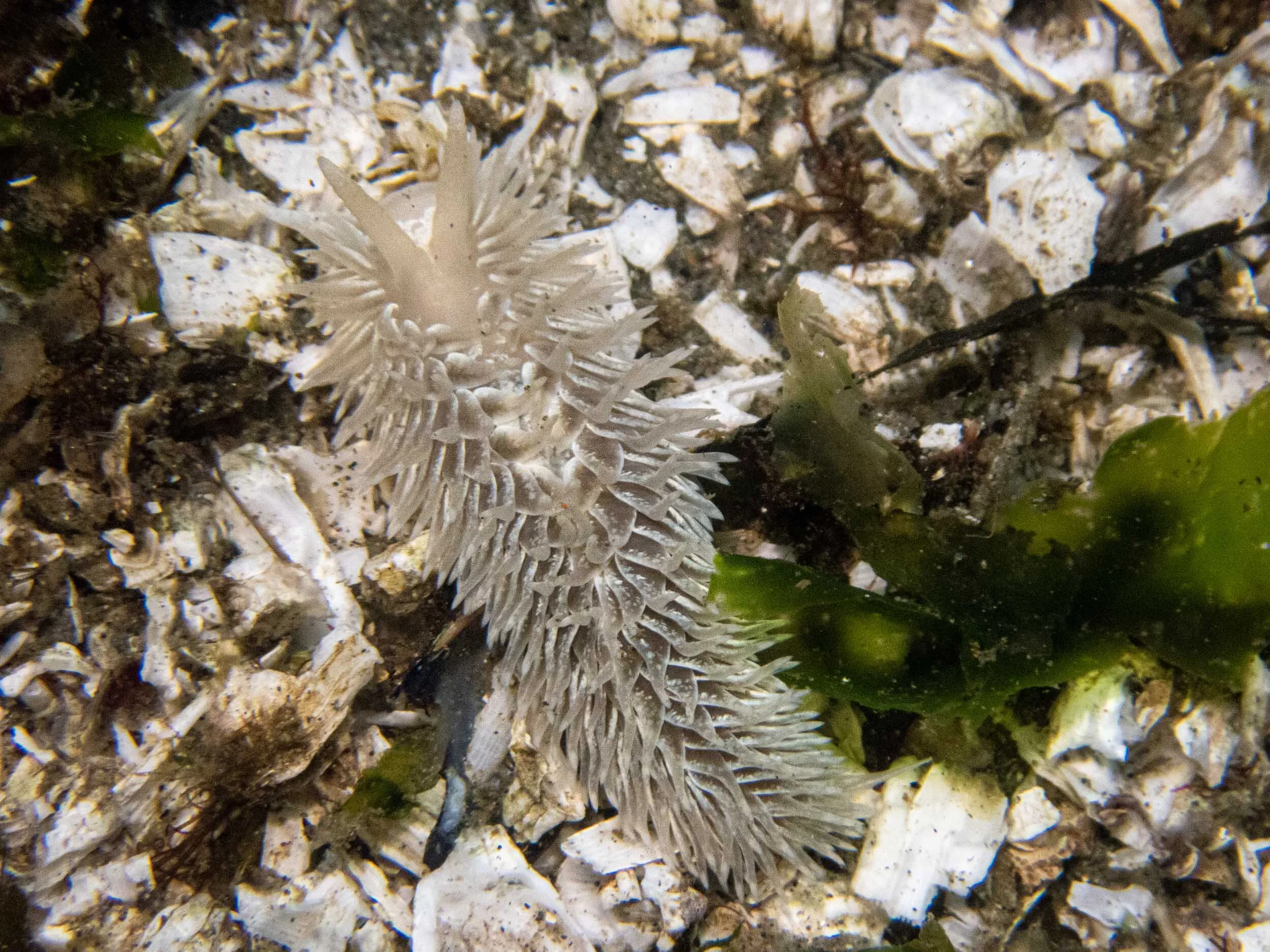 Shaggy mouse nudibranch