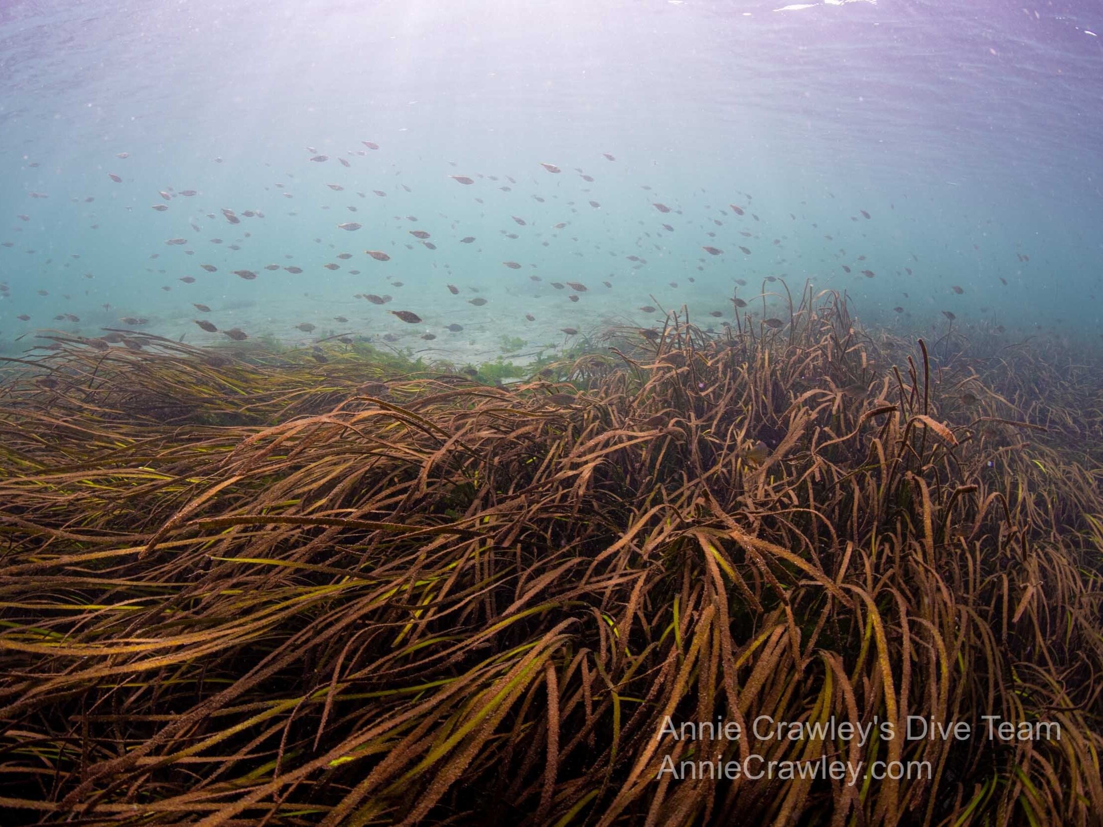 Eelgrass ecosystems