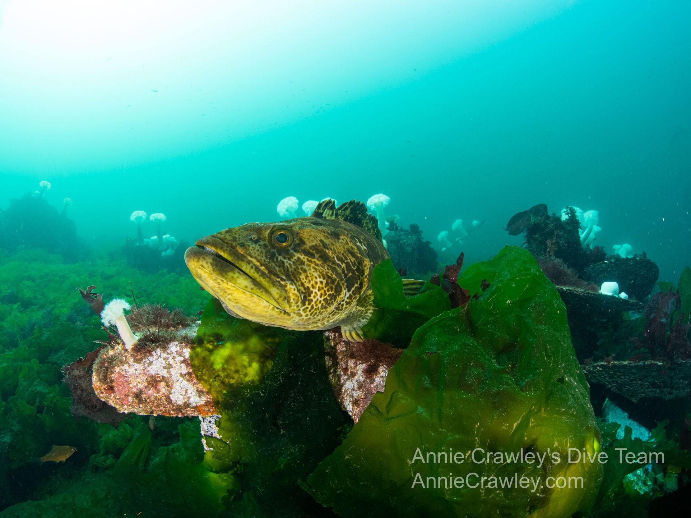 Giant lingcod