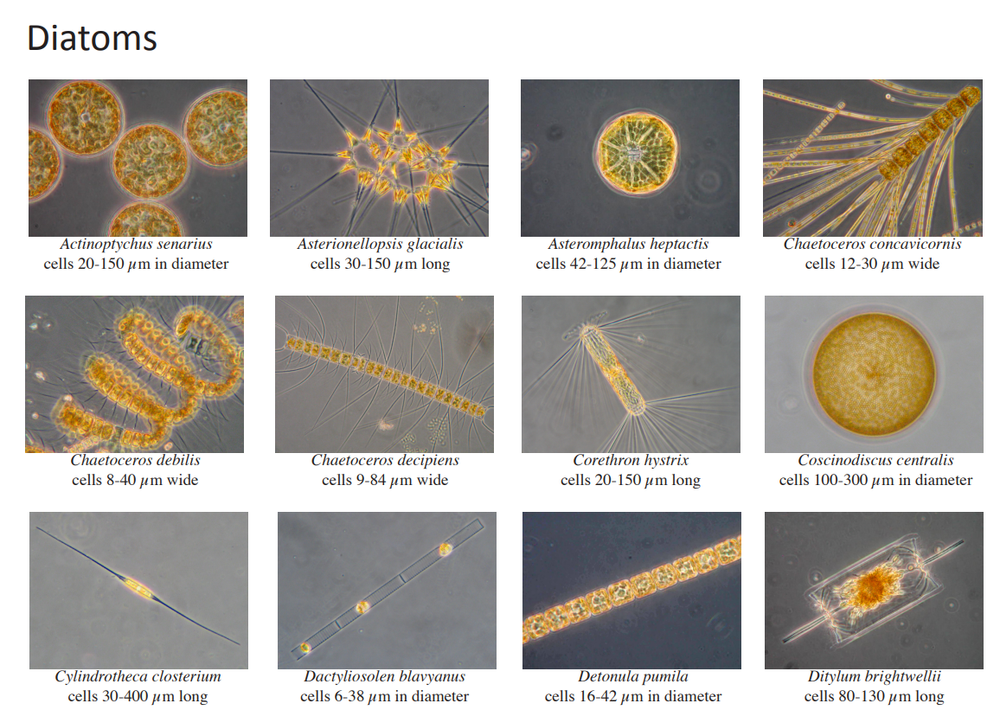 Diatoms are a type of phytoplankton.