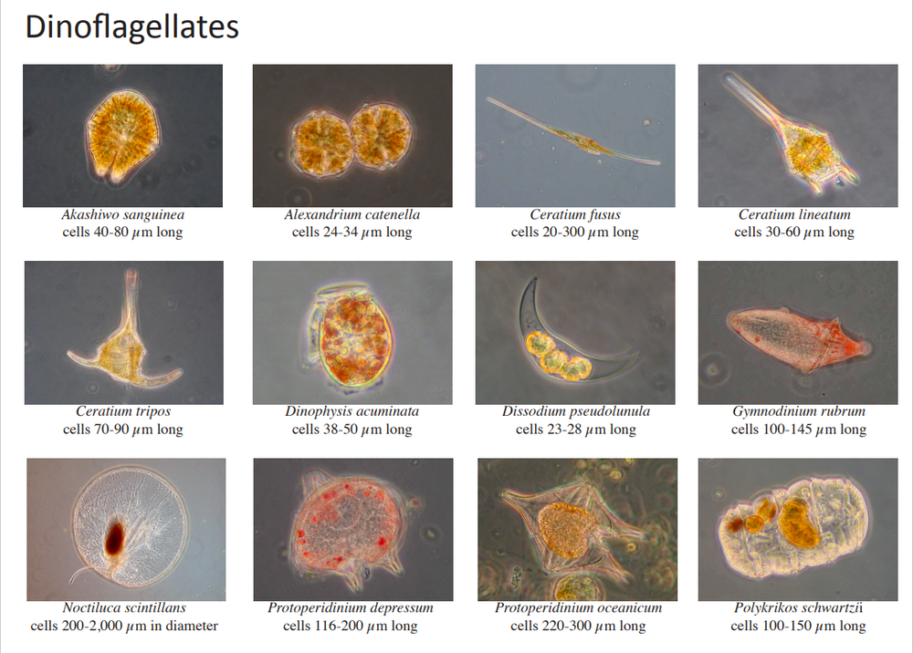 Dinoflagellates are a type of phytoplankton.