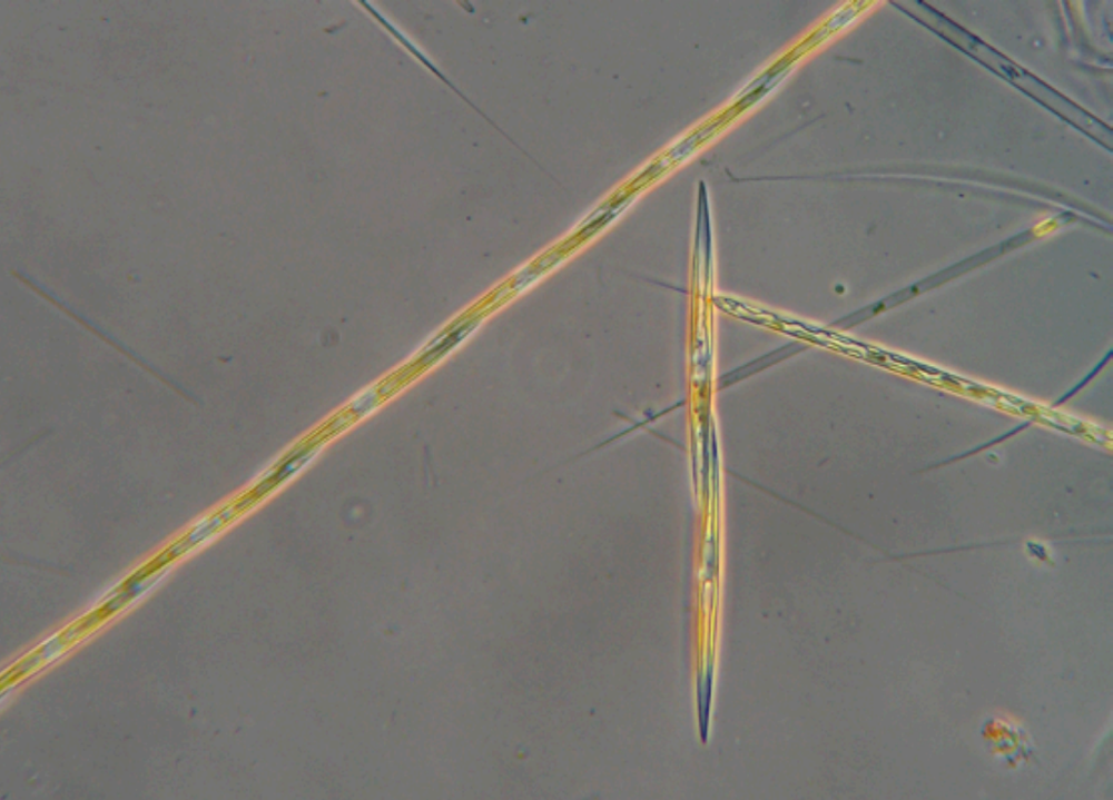 Pseudo-nitzschia pungens (diatom). Cells 74-174um long.