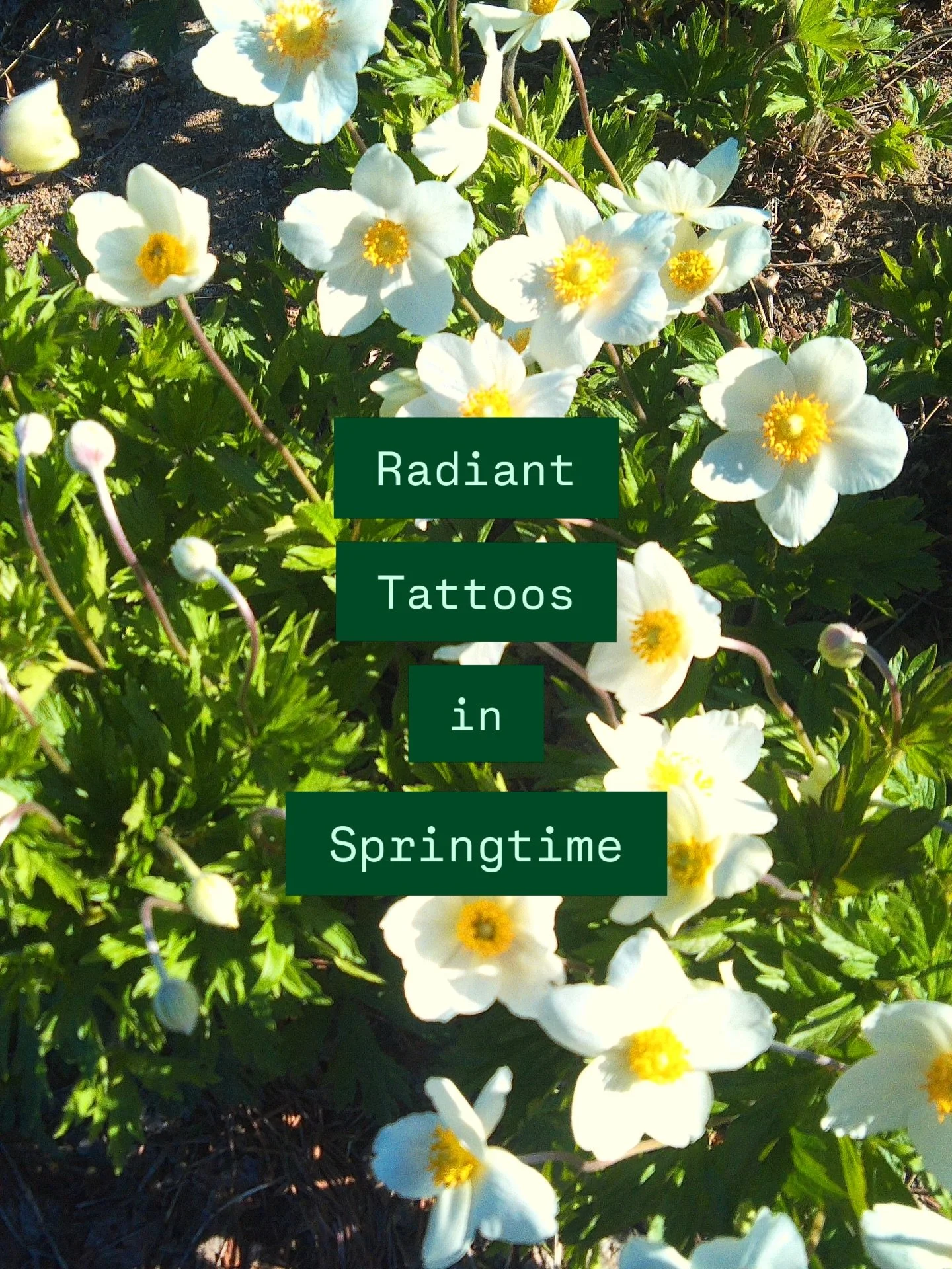 my favorite time of year 🌱🌟🦋🍀🌧️🪲🦢 thanks everyone who gets tattooed by me or otherwise, what a special craft we share!