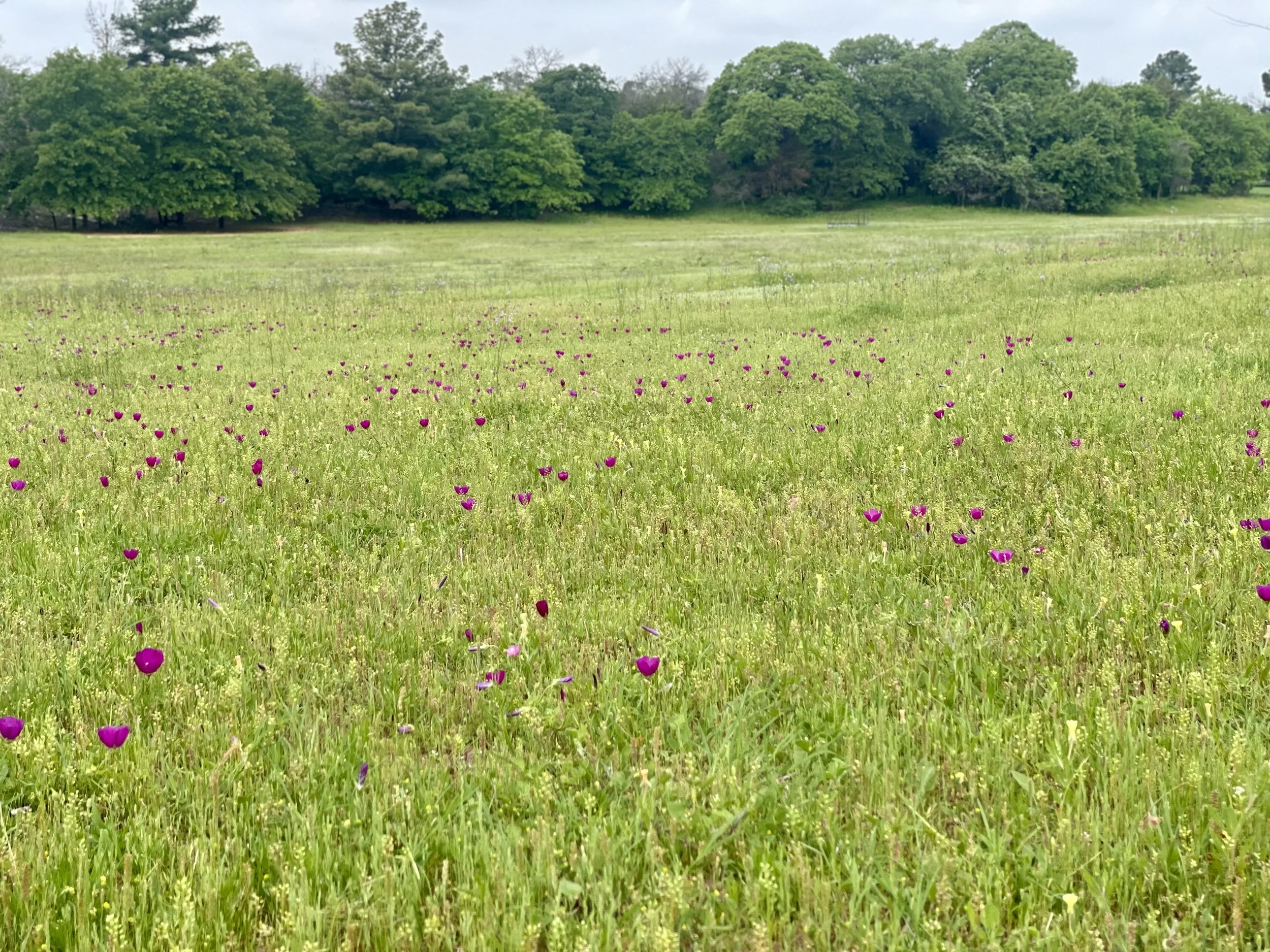 A field with small purple flowers and green grass, with a background of dense leafy green trees and an overcast sky.