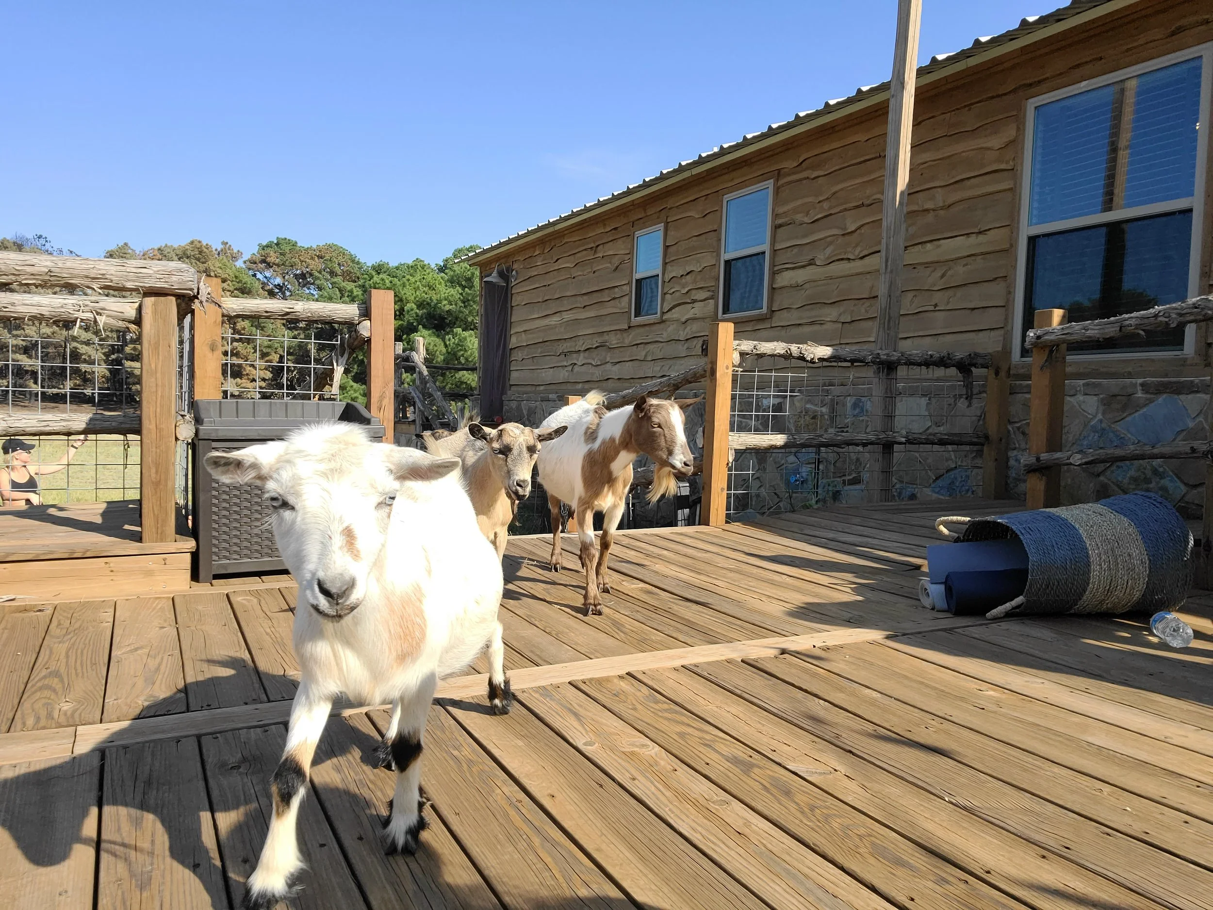 Charity Goat Yoga