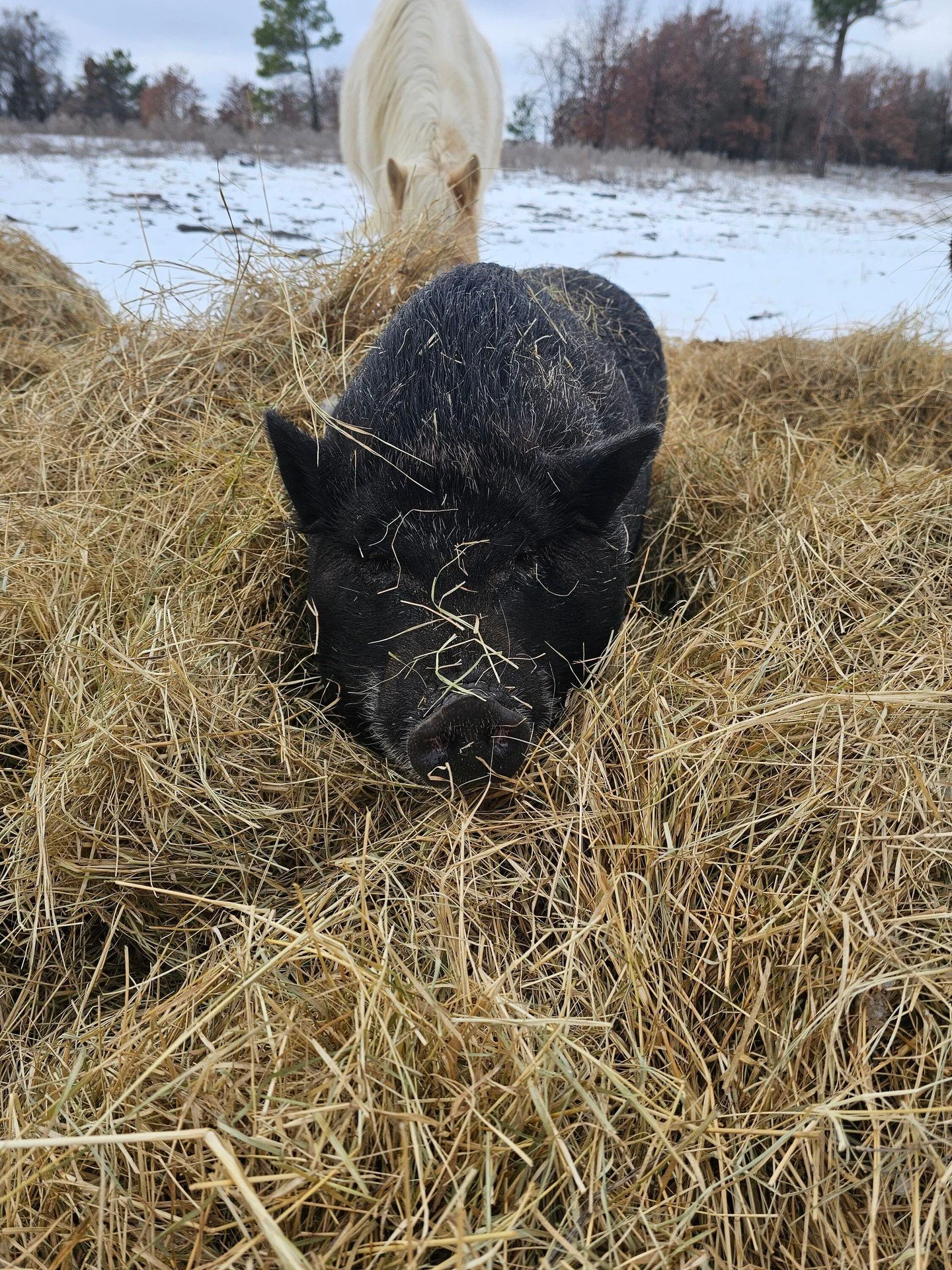 To all the teens and young adults out there: call your parents when they're expecting you to come home and you can't for whatever reason. 

Below you will see a picture of Piglet. Piglet has a warm safe barn she chose NOT to sleep in these past cold 